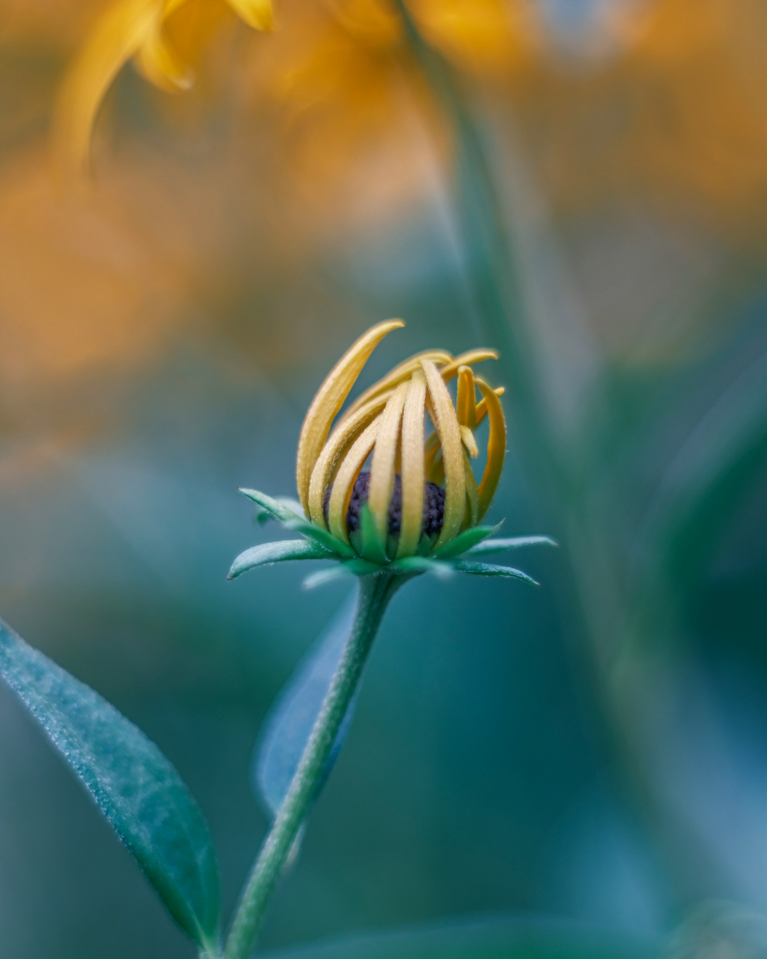 Close-up of a yellow flower bud with green leaves