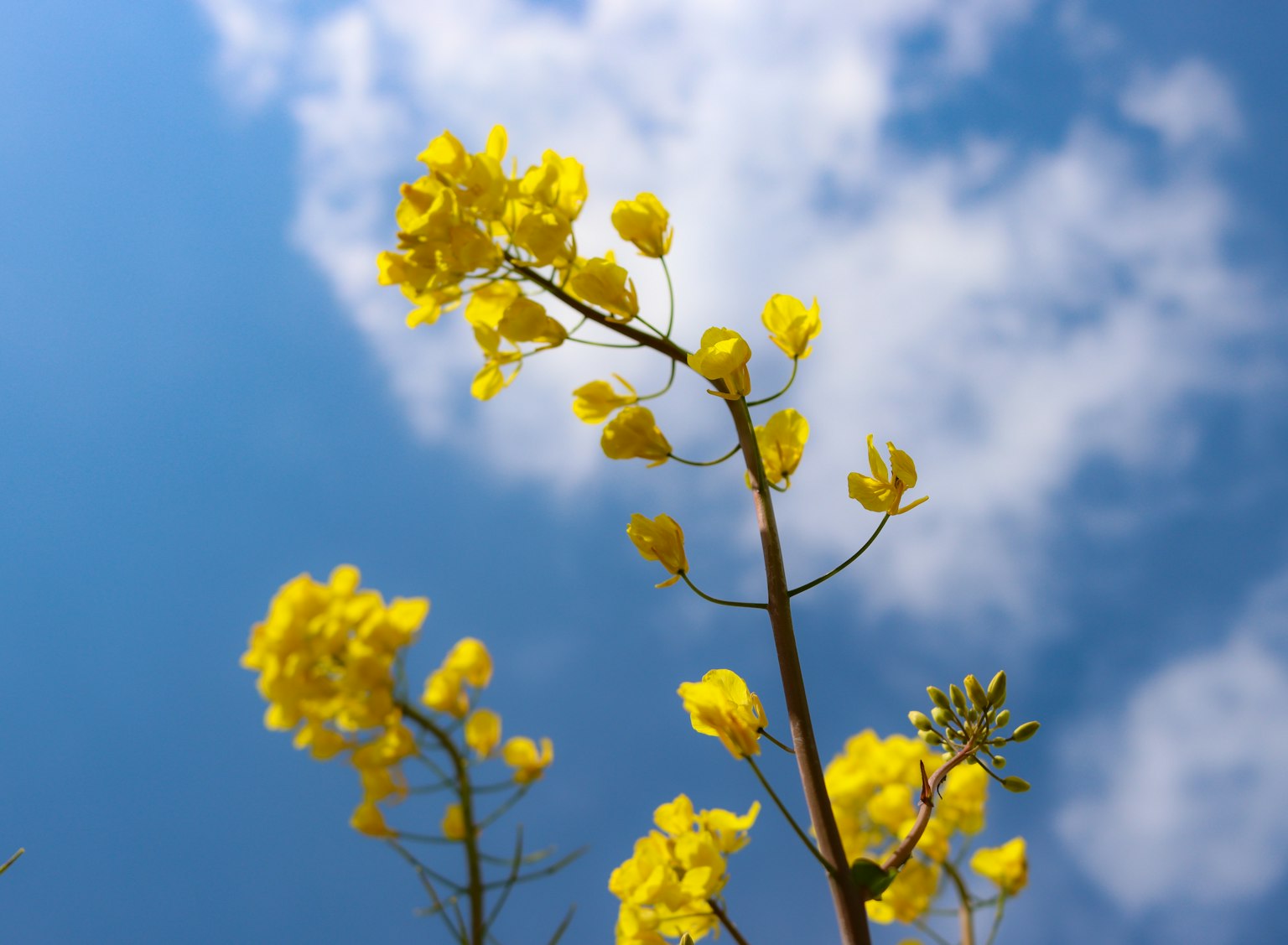 Gelbe Blumen vor einem blauen Himmel mit flauschigen Wolken