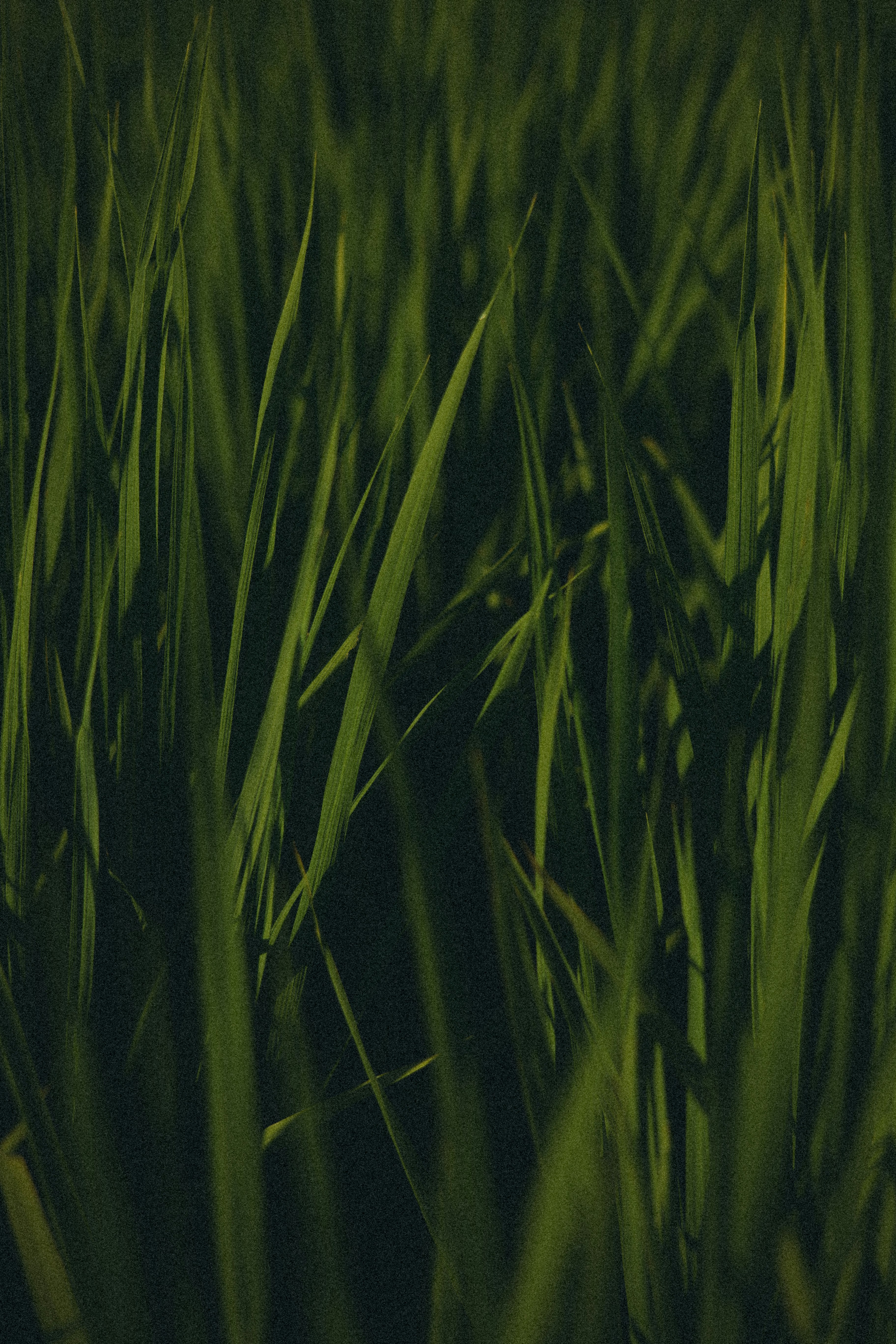 primer plano de hojas de hierba verdes