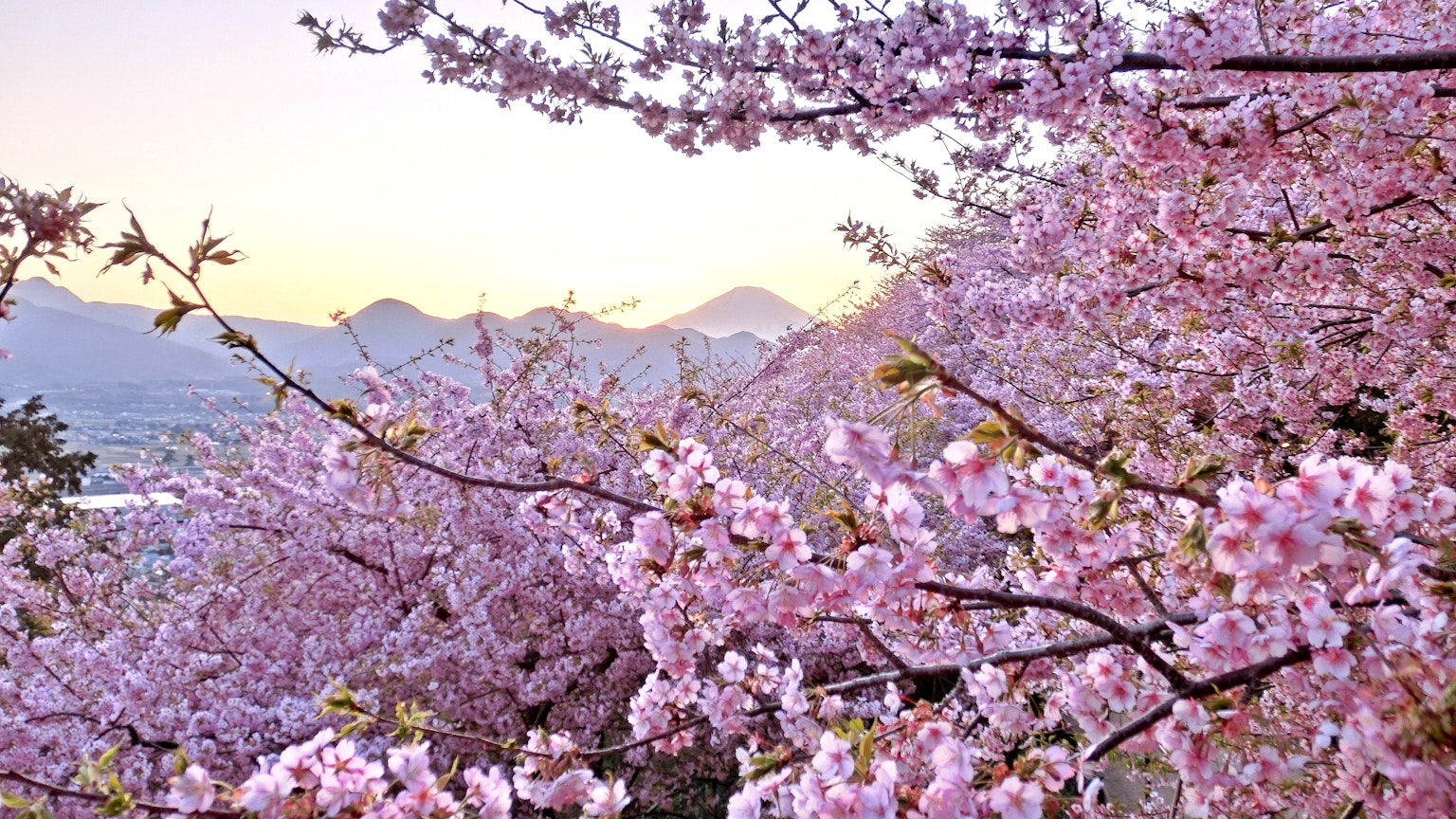 Hermoso paisaje de cerezos en flor con montañas al fondo