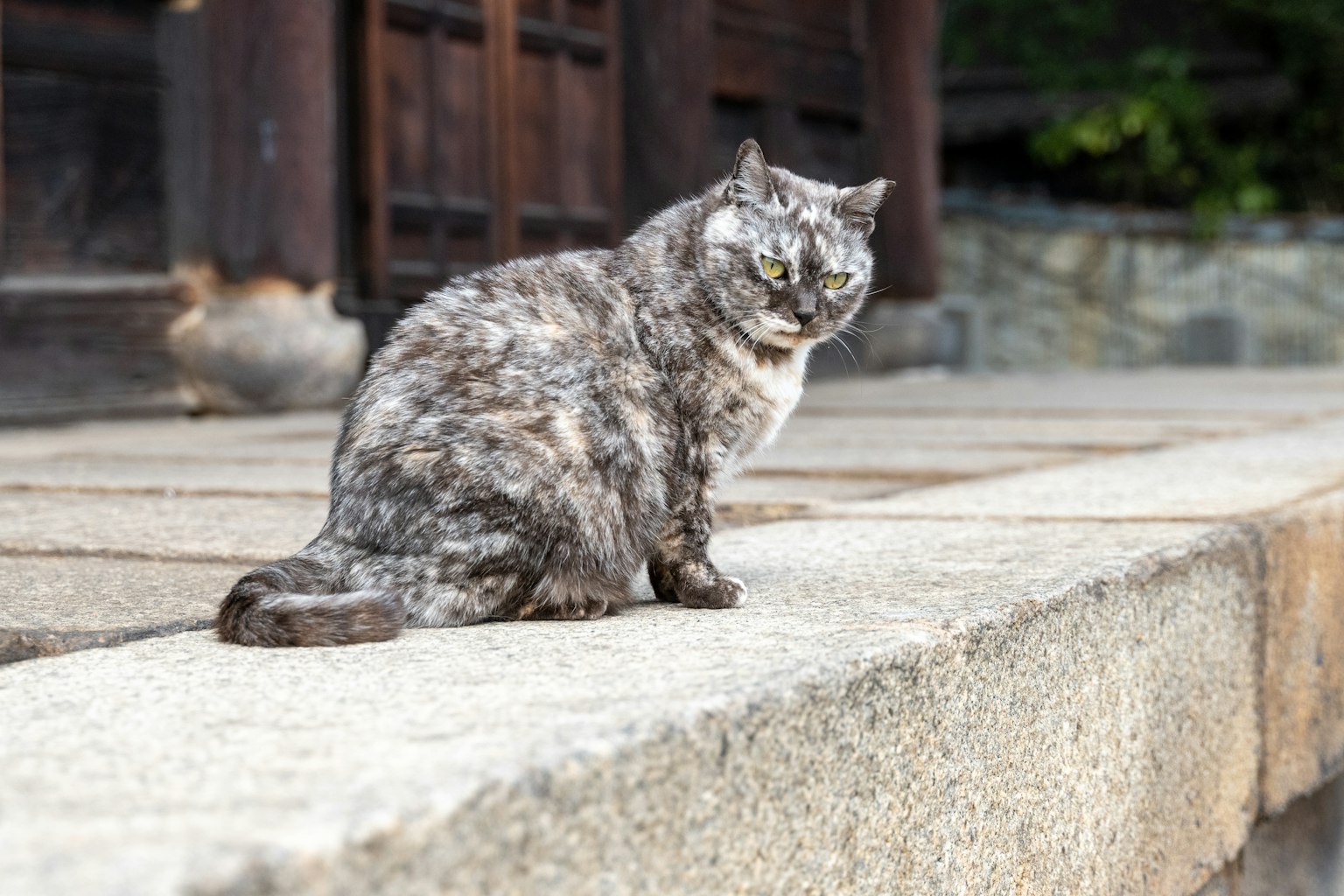 Gato gris sentado sobre una piedra con un fondo tradicional