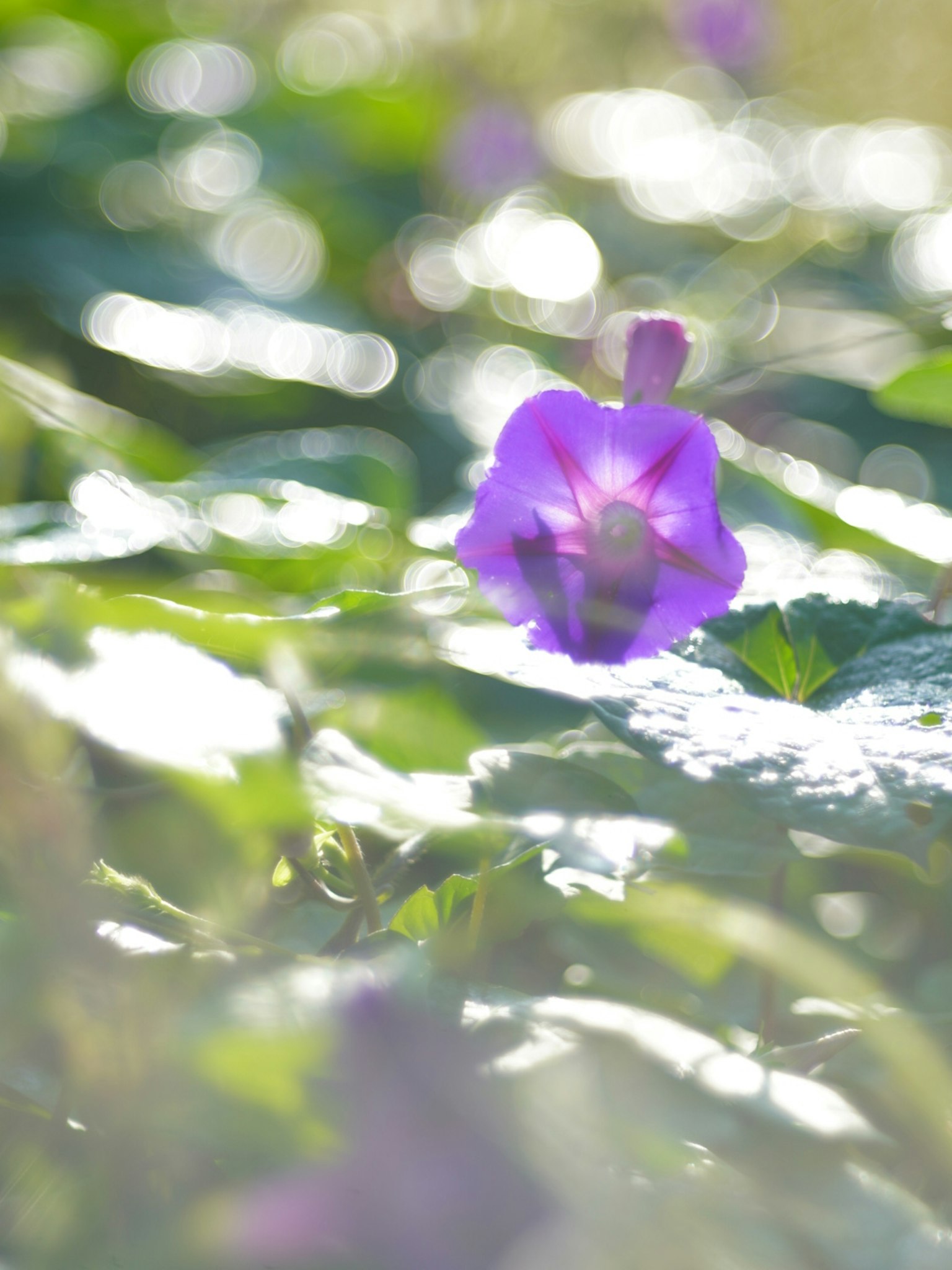 Fiore viola che emerge tra le foglie verdi in una luce soffusa