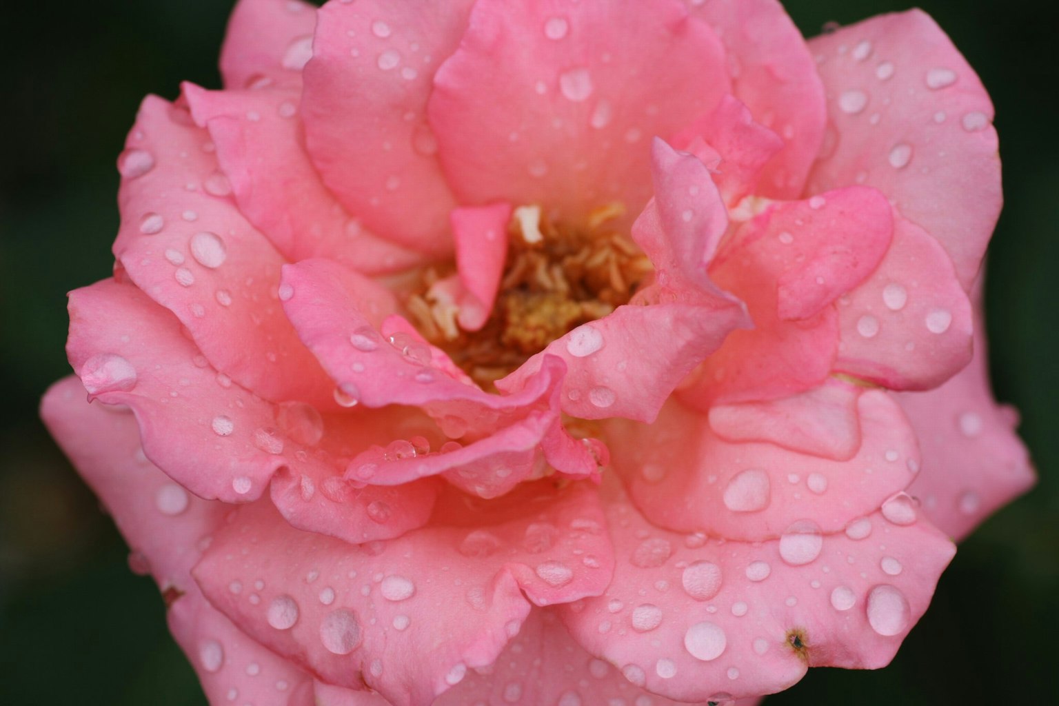 Bella rosa rosa con gocce d'acqua sui suoi petali