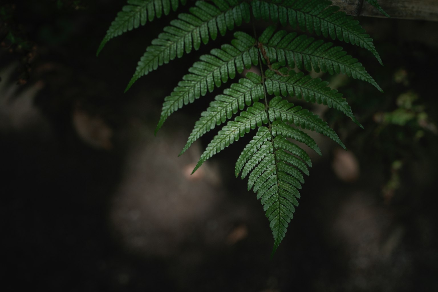 Daun paku hijau di latar belakang gelap
