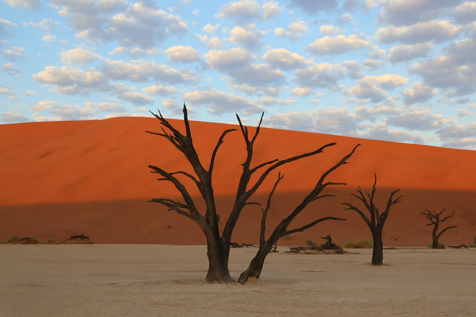 Paysage avec des dunes de sable rouge et des arbres squelettiques