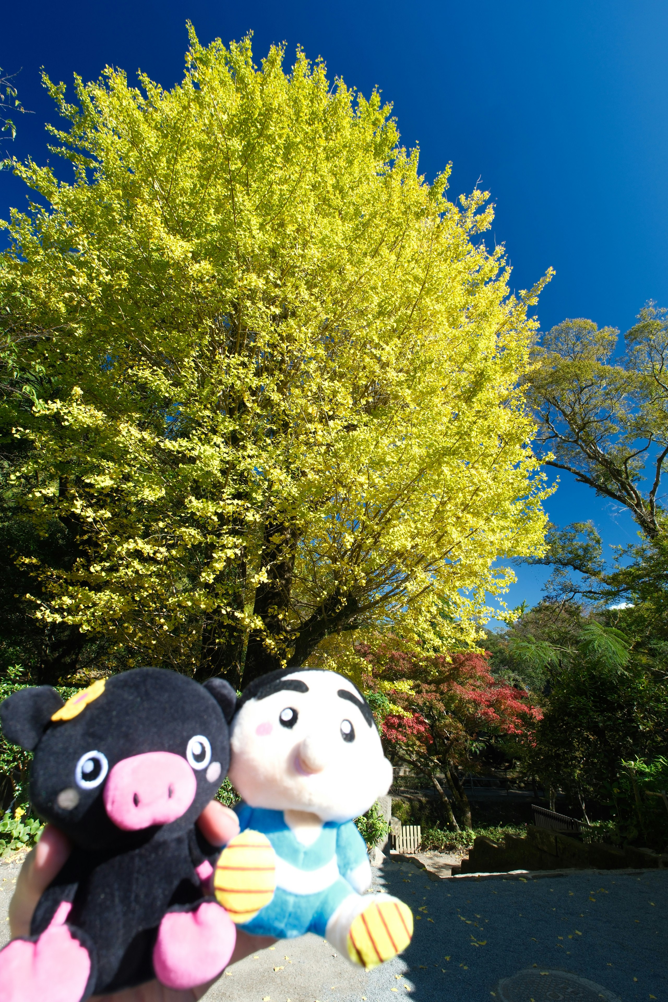 鹿児島市の仙巌園で紅葉の並木を背景にしたぬいぐるみ