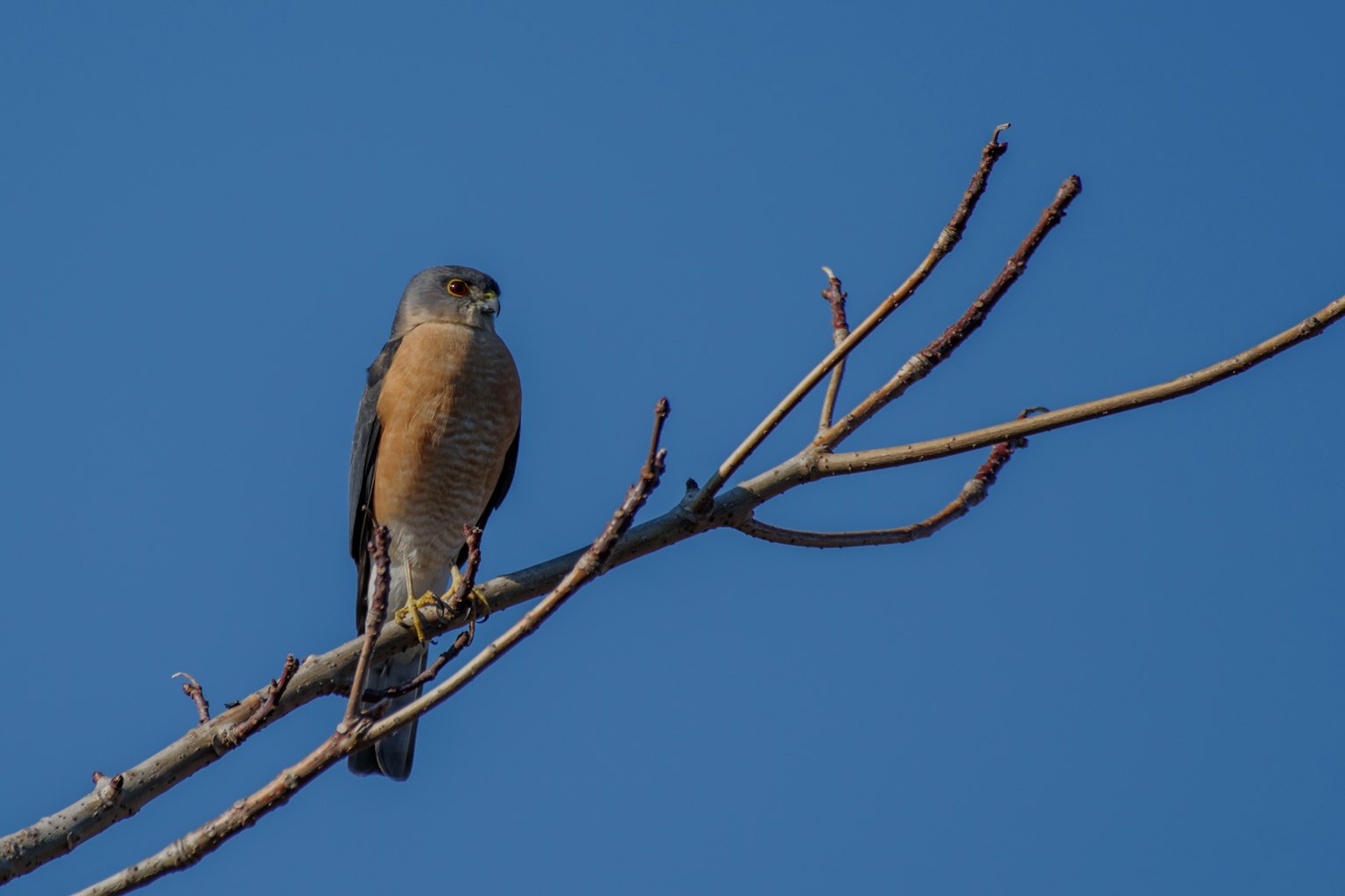 Pequeño pájaro posado en una rama contra un cielo azul claro