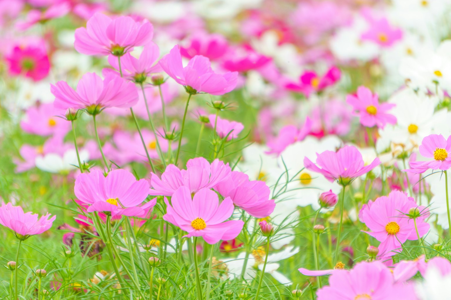 Field of pink cosmos flowers blooming among various other flowers