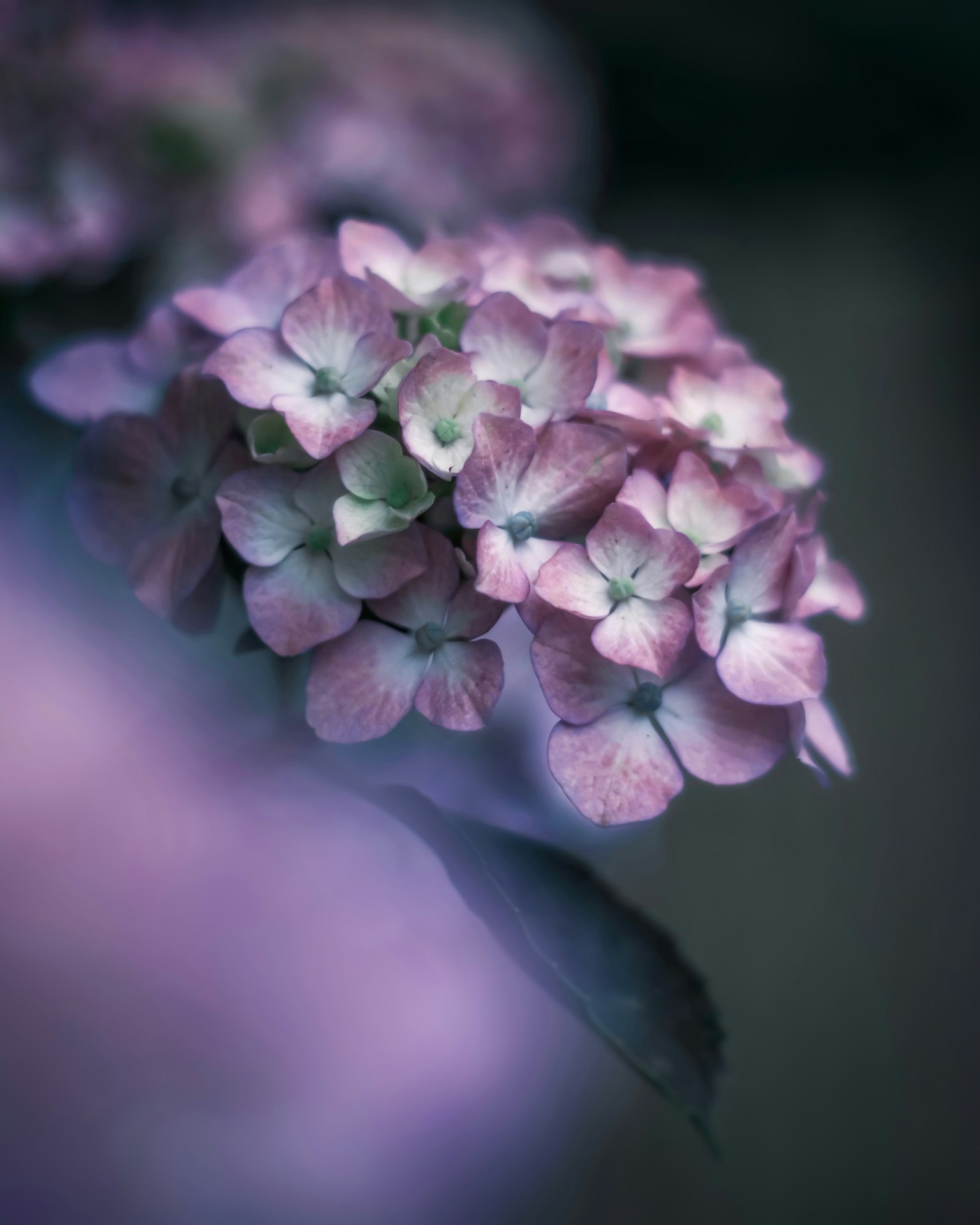 Close-up of pale purple flowers with green centers and a soft background