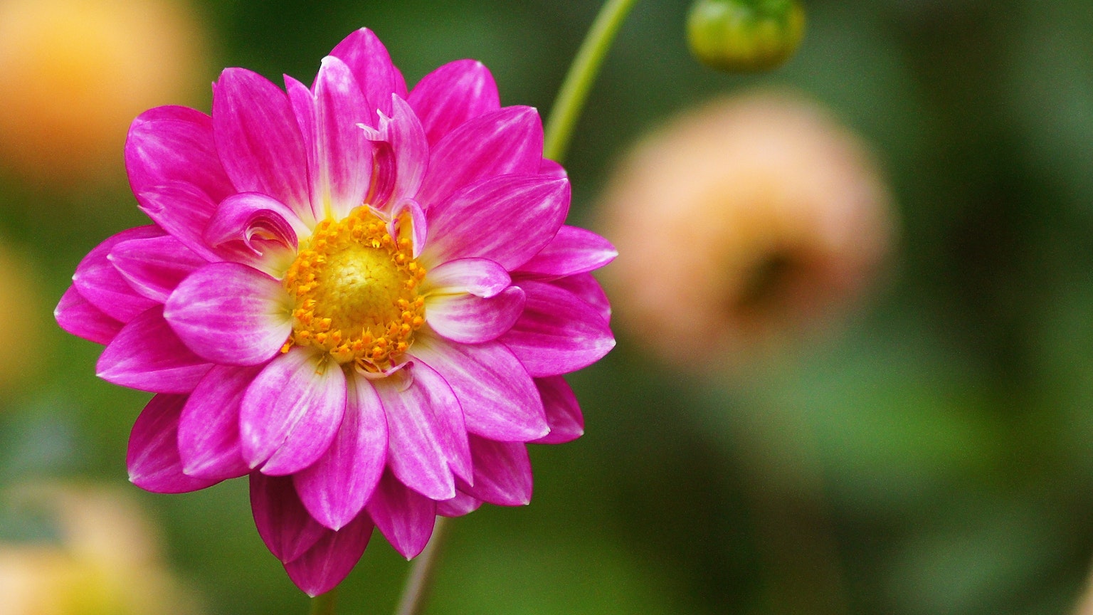 Fleur rose vif avec un centre jaune présentant une dahlia