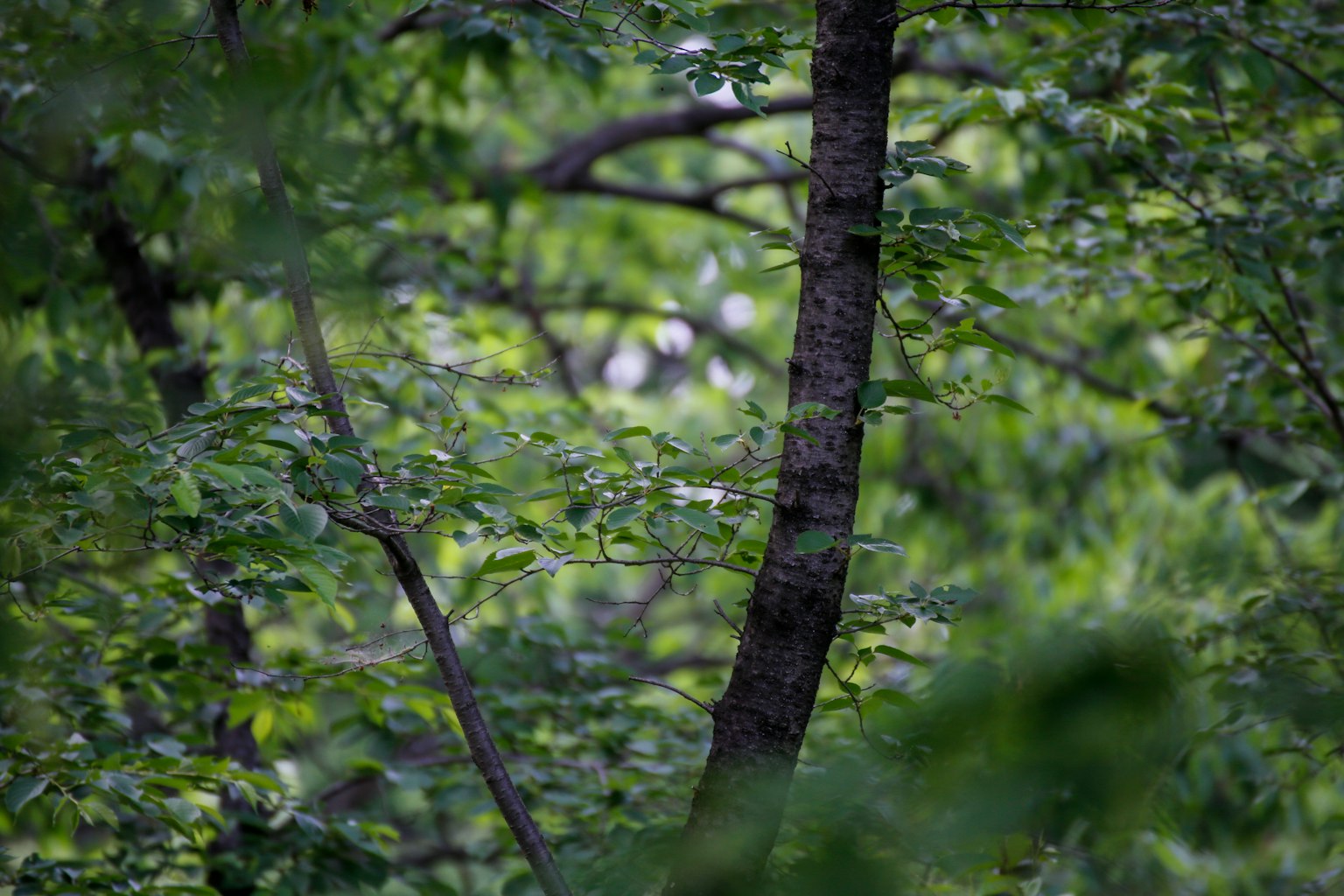 Tronc d'arbre entouré de feuilles vertes luxuriantes