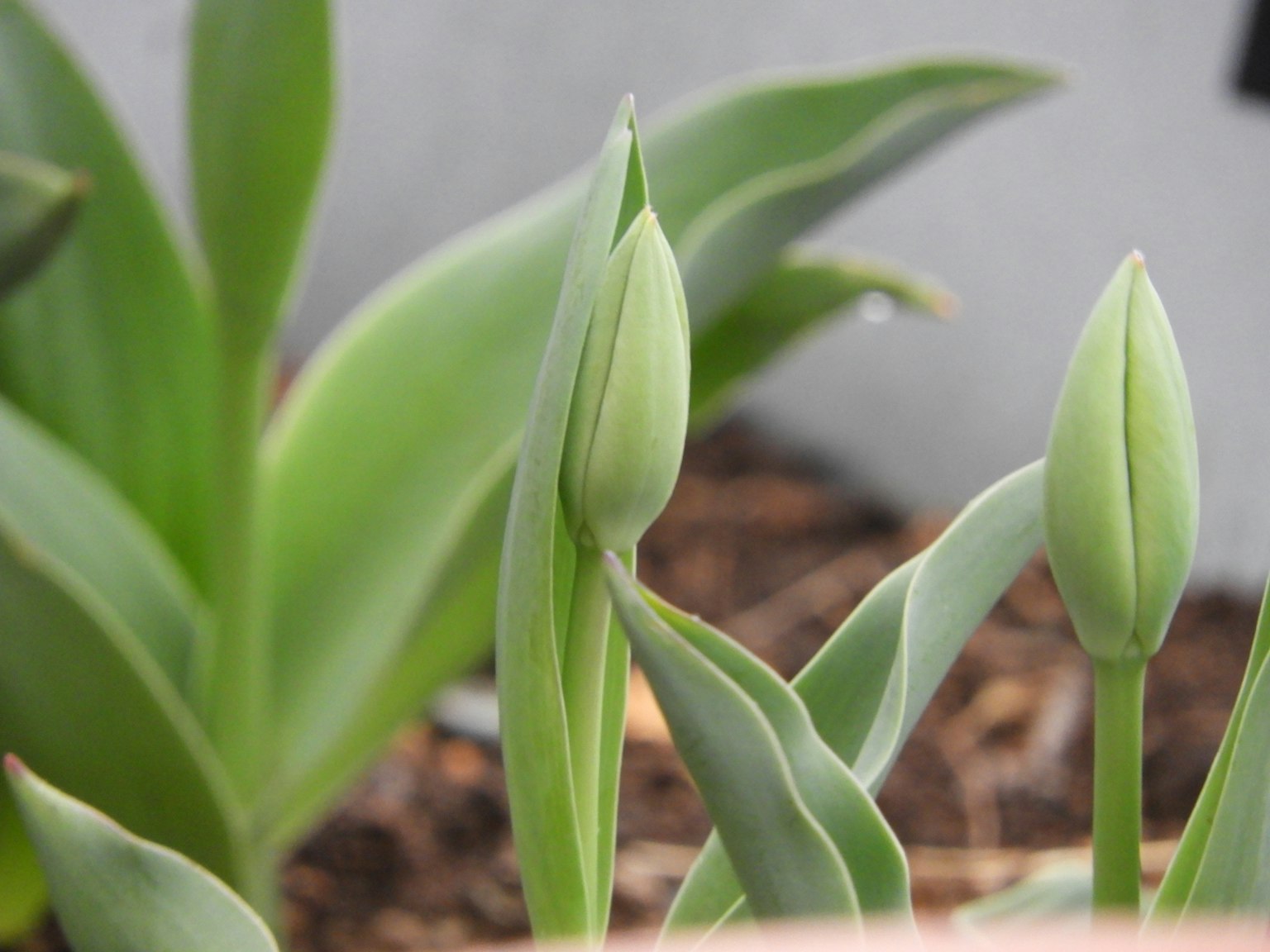 Nụ tulip xanh và lá trong khu vườn