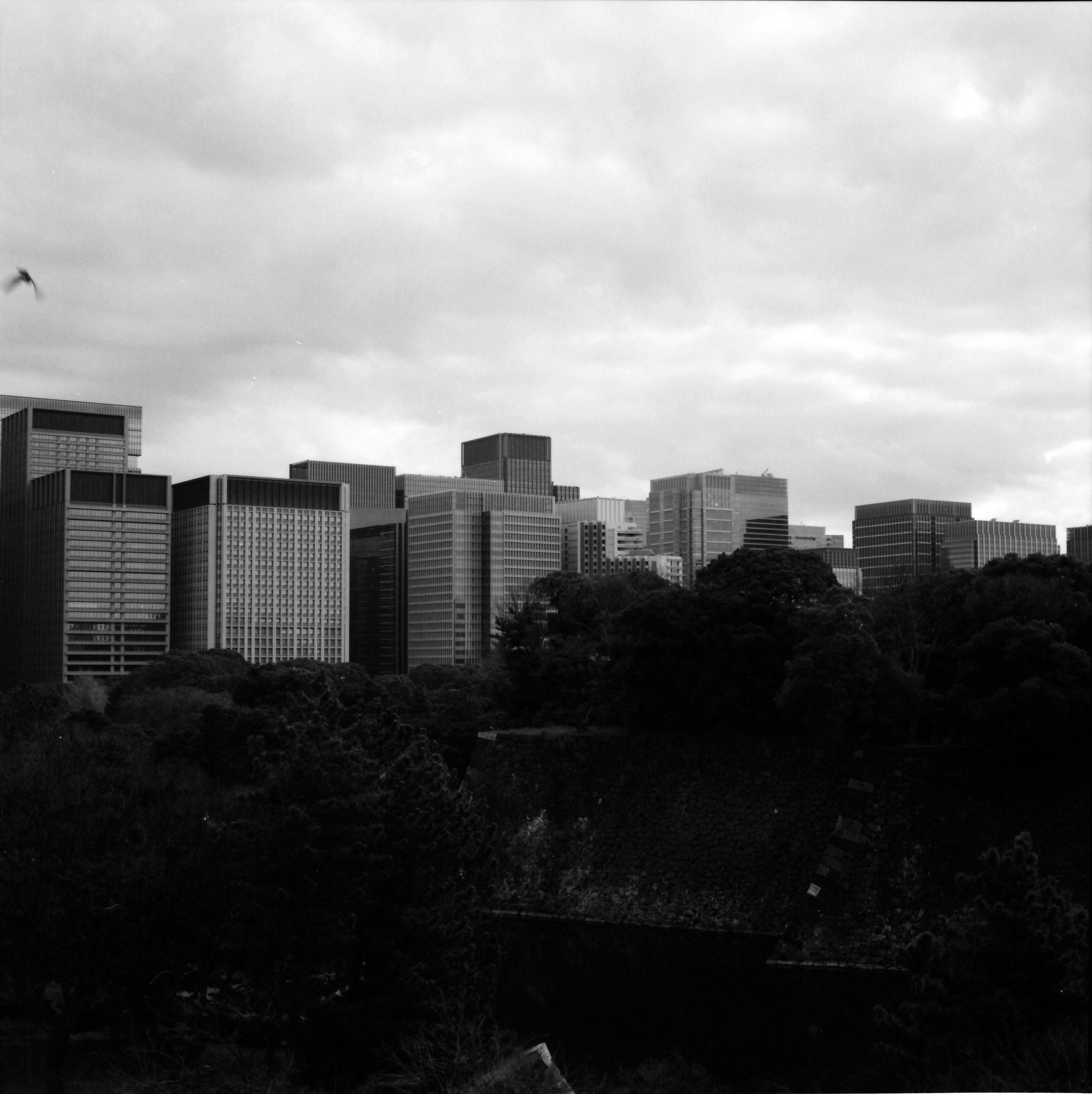 skyline de rascacielos más allá de árboles verdes densos