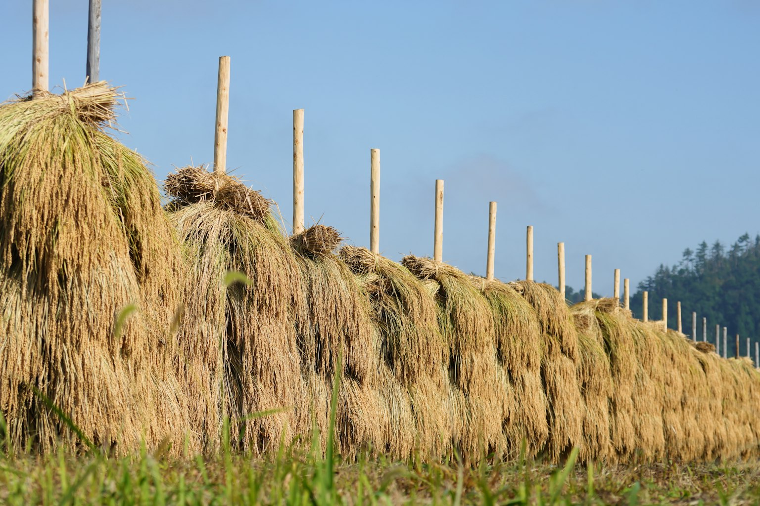 Paquets de paille de riz alignés sous un ciel bleu avec des poteaux en bois