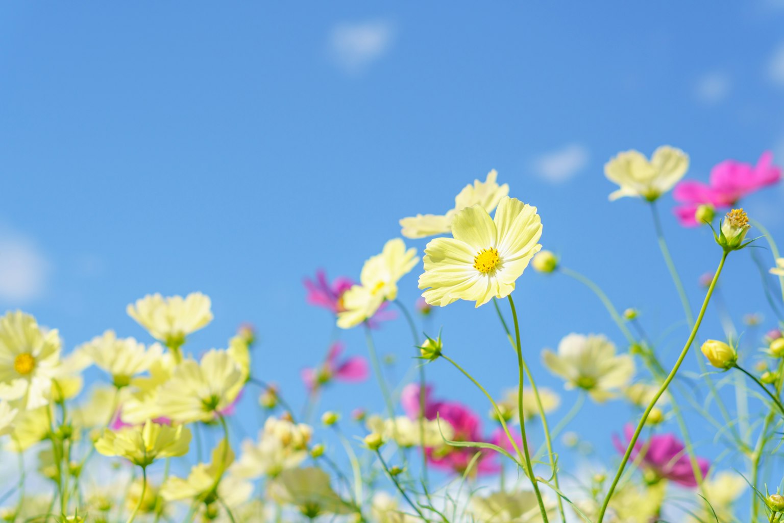 Un groupe de fleurs jaunes et roses fleurissant sous un ciel bleu