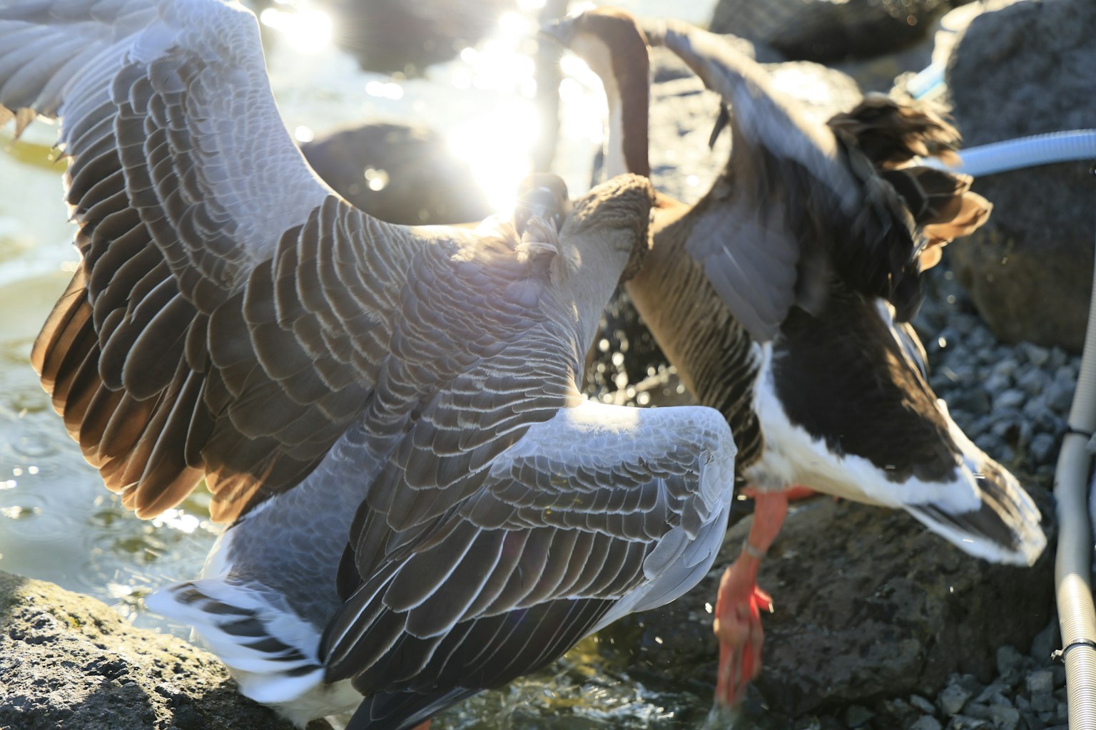 Two geese fighting near the water's edge