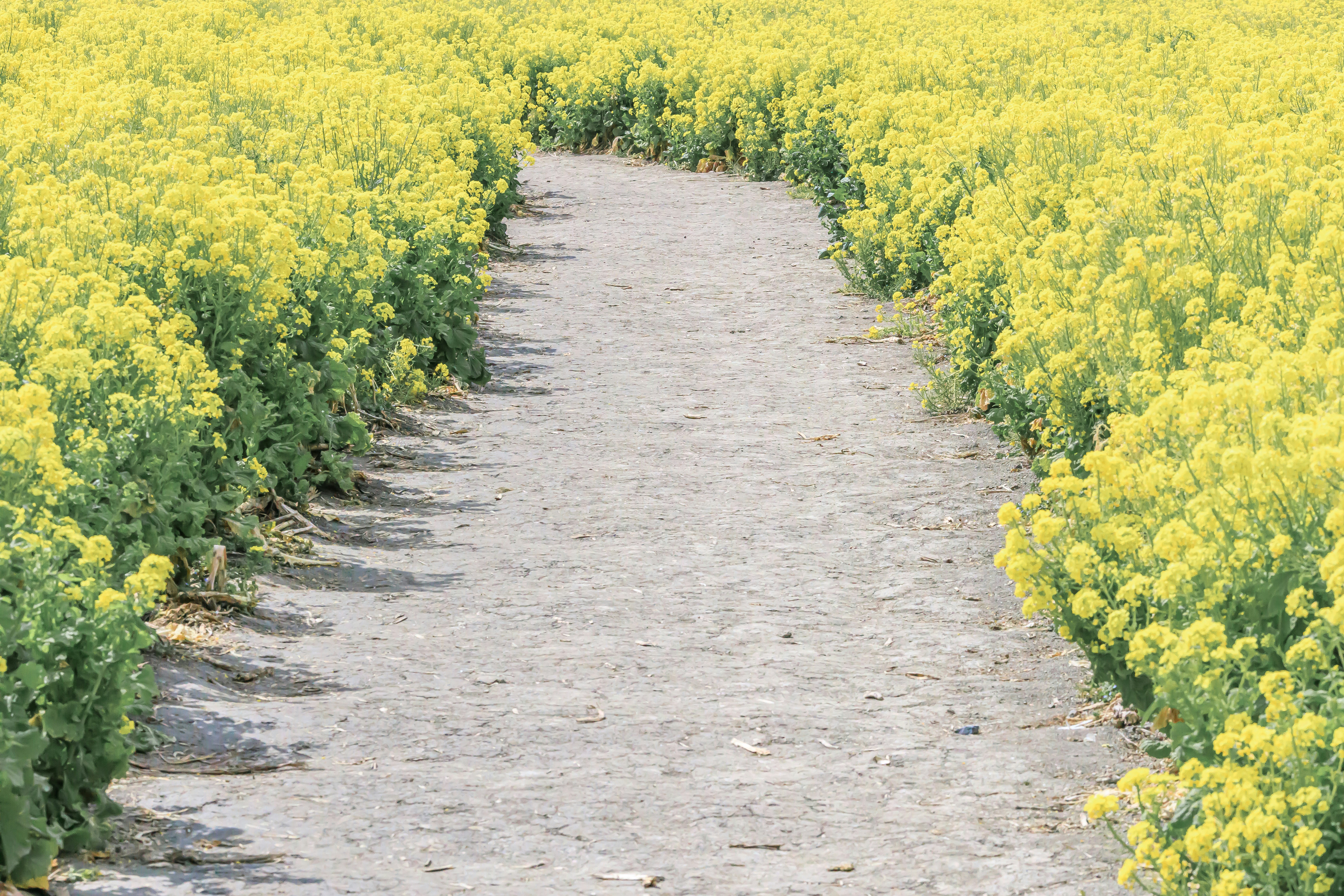 菜の花畑の小道が続く春の風景