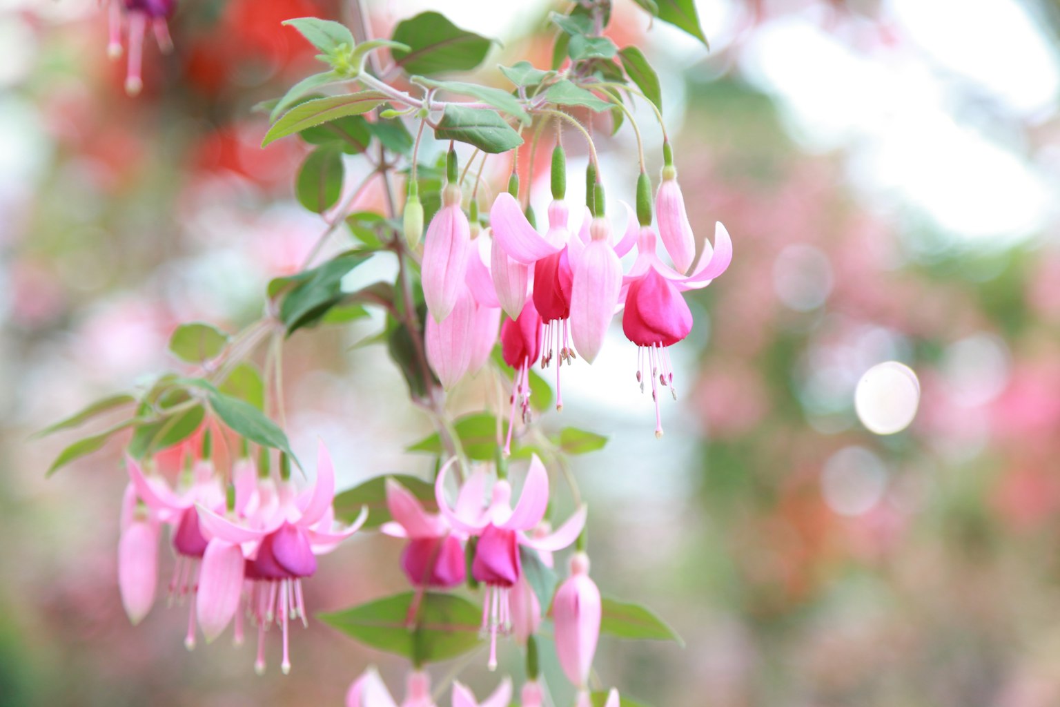 Bunga fuchsia merah muda dan merah yang indah sedang mekar