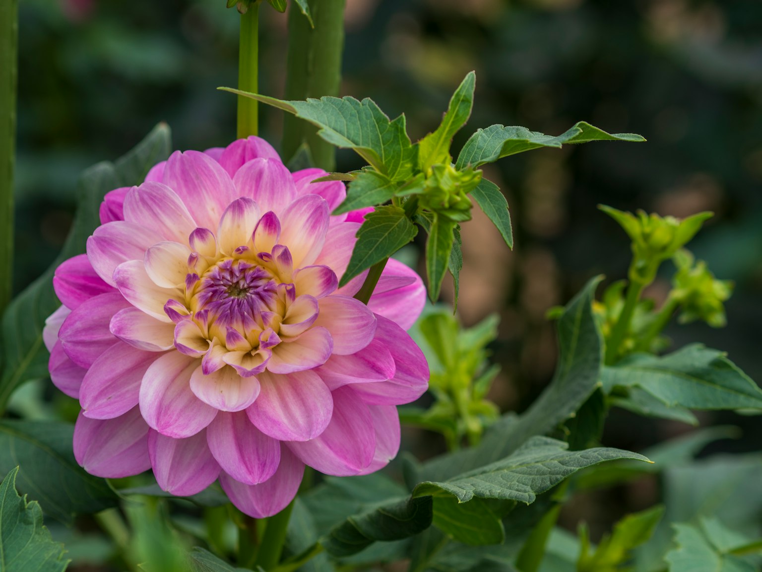 Eine lebendige pinkfarbene Dahlienblüte zwischen grünen Blättern