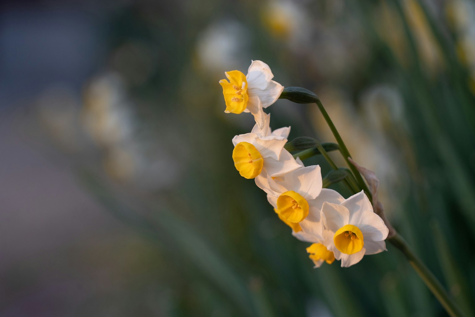 Schöne Szene mit weißen und gelben Narzissenblumen
