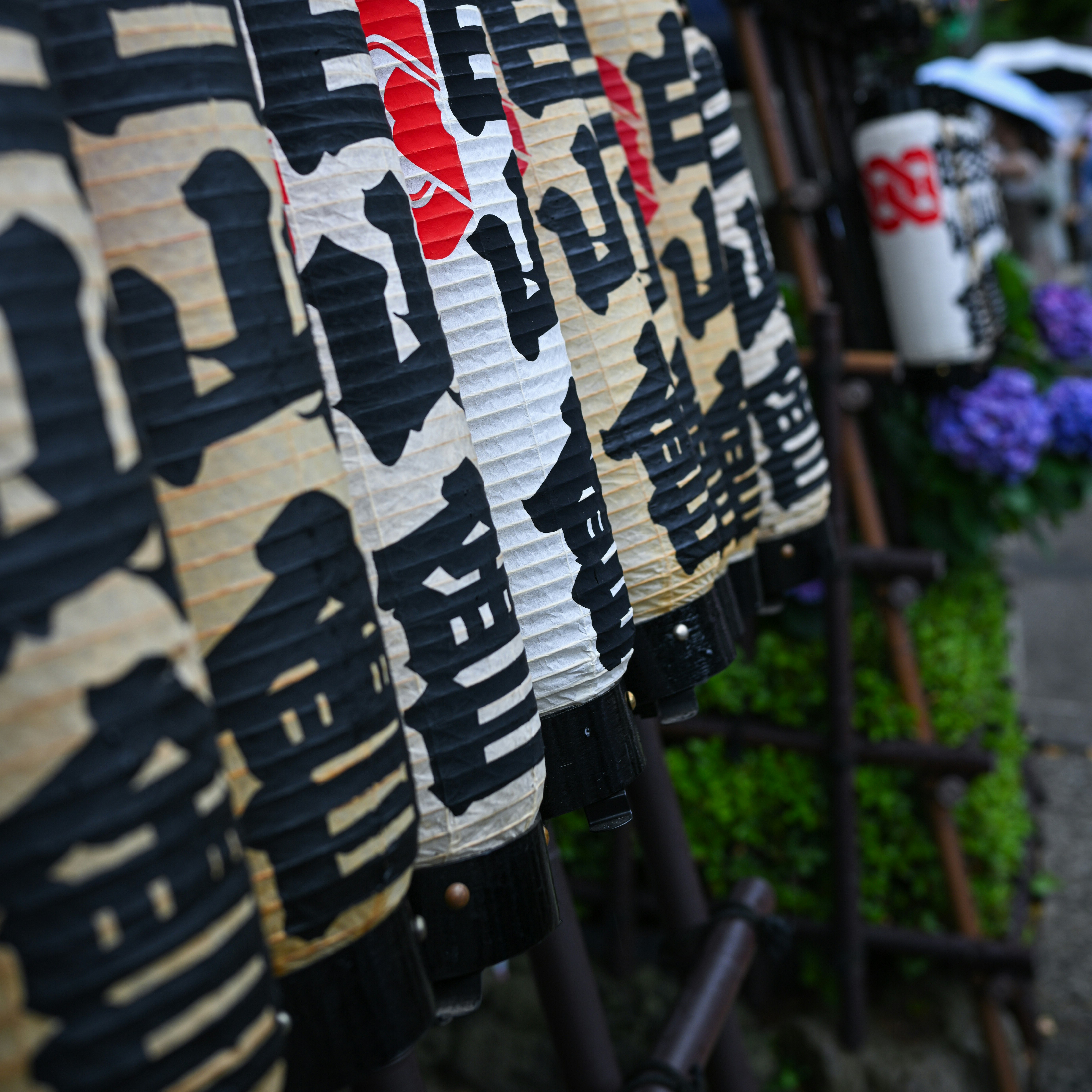 梅雨季神社参道的灯笼与绣球花