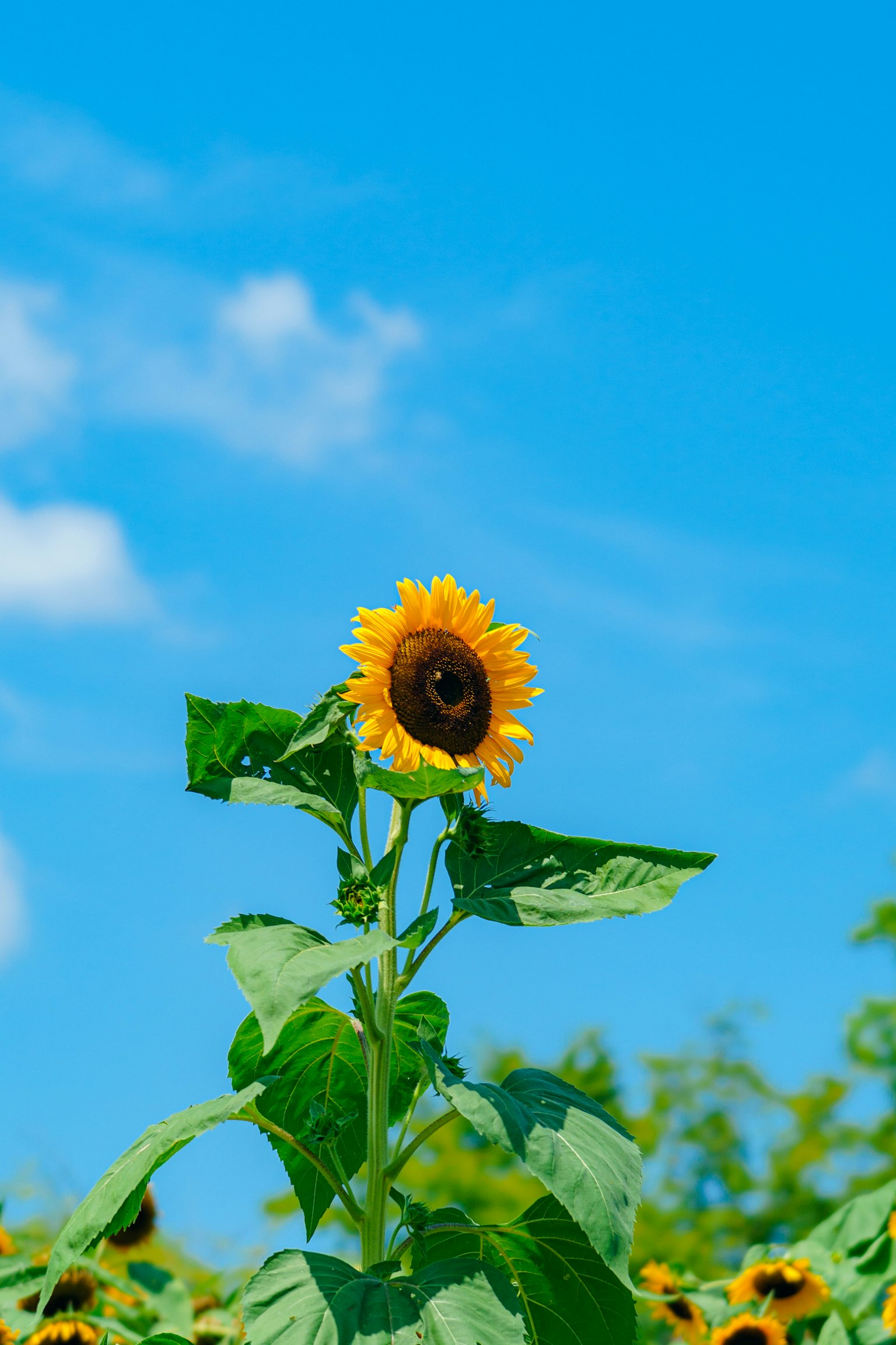 Un singolo girasole che fiorisce sotto un cielo blu
