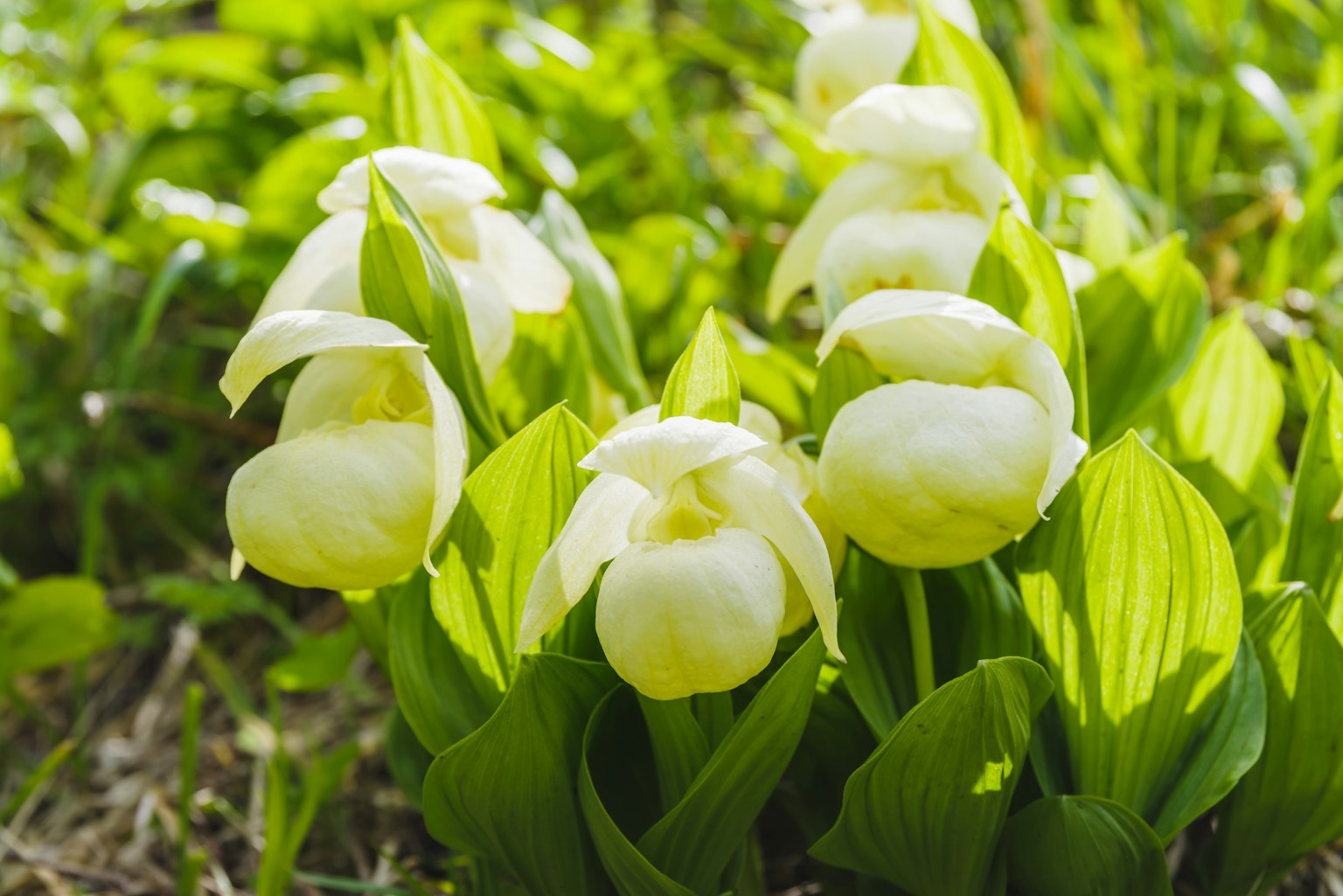 Cluster aus weißen Blumen mit grünen Blättern in einer natürlichen Umgebung