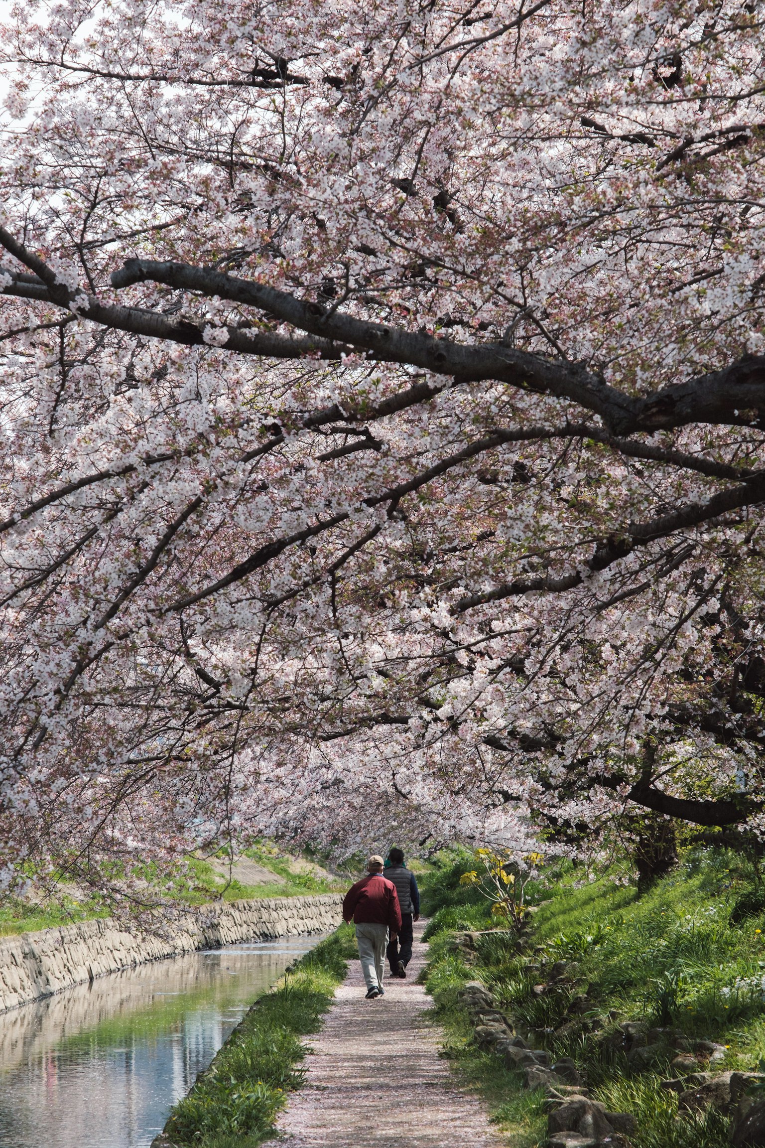 Coppia che cammina sotto alberi di ciliegio lungo un sentiero
