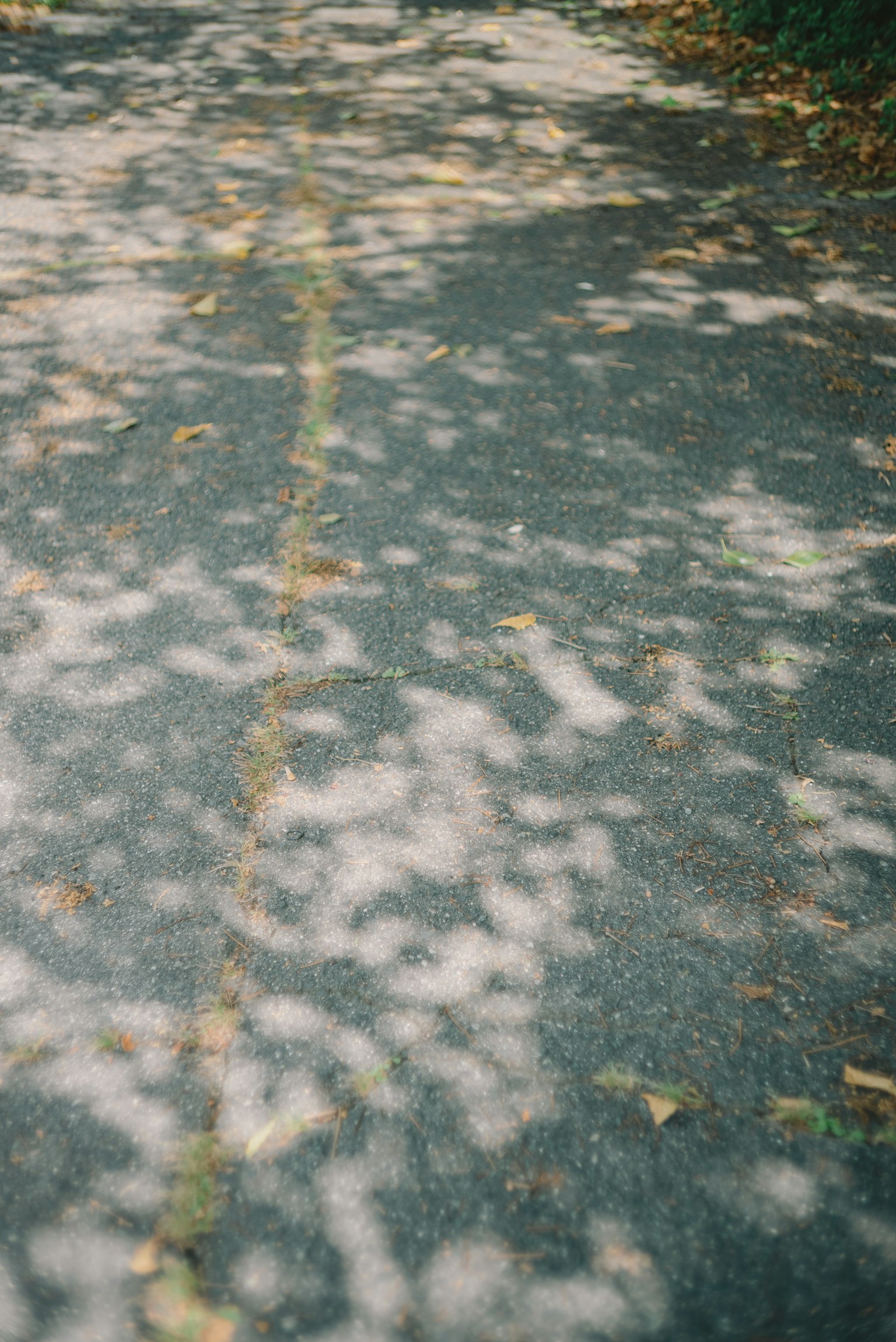 Sentiero pavimentato con foglie cadute e ombre