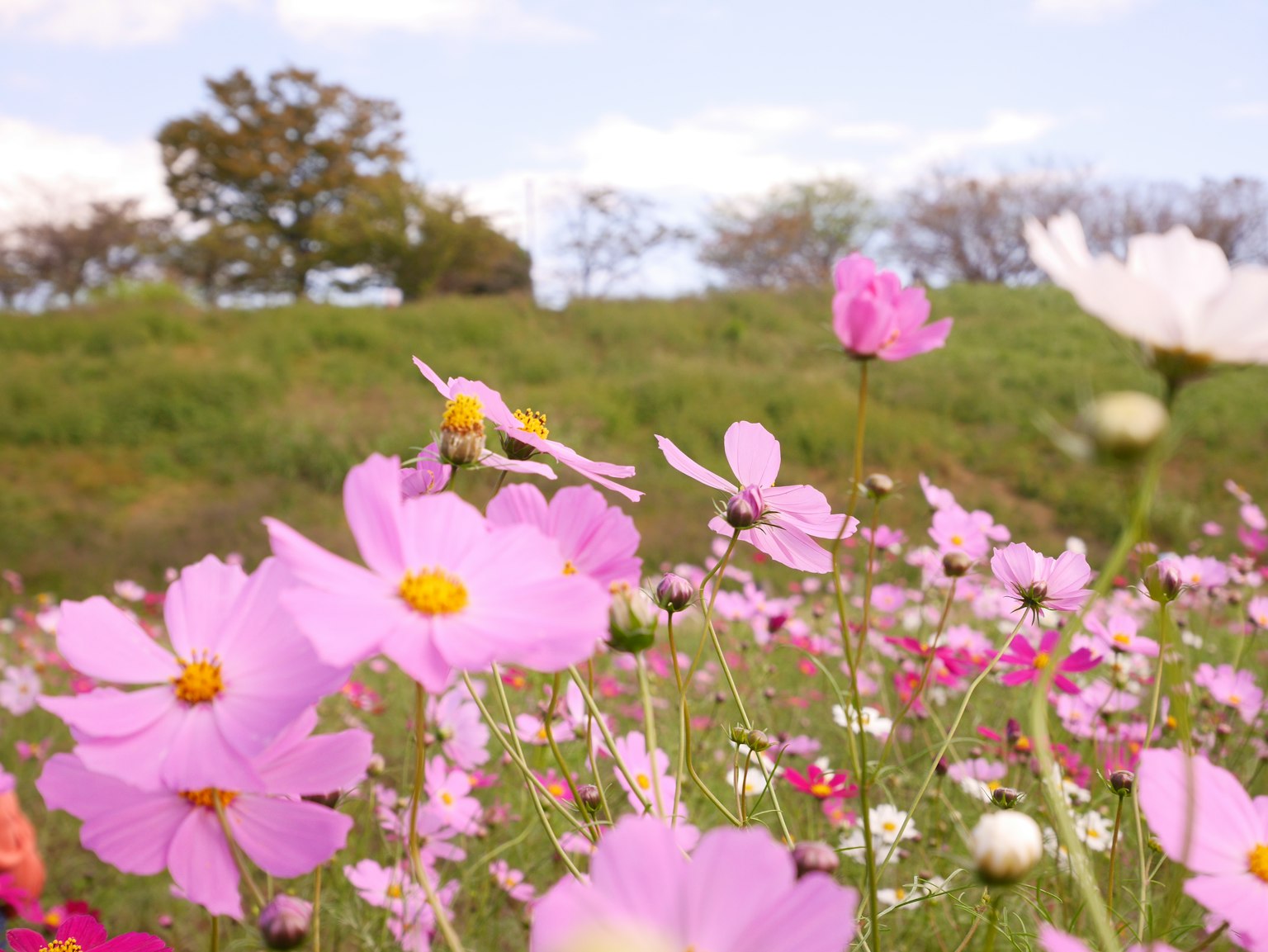 Un champ vibrant de fleurs cosmos en pleine floraison