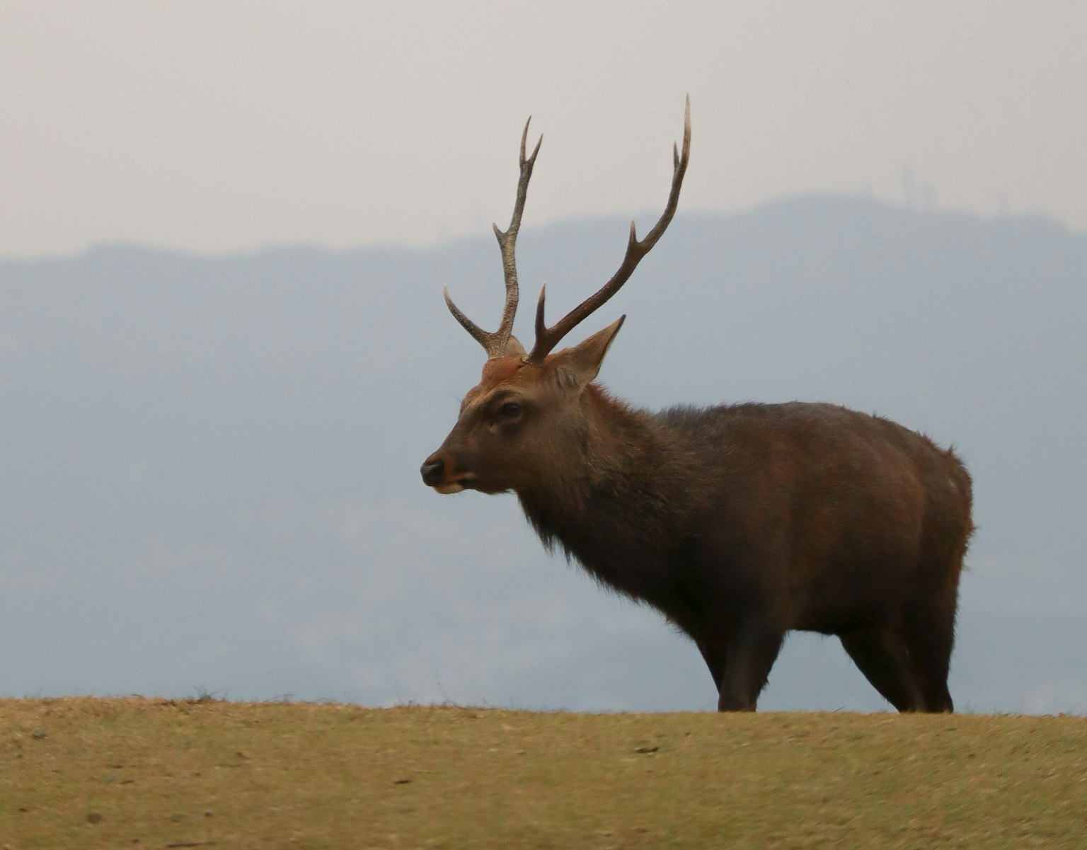 Un maestoso cervo con grandi corna che sta in un campo erboso