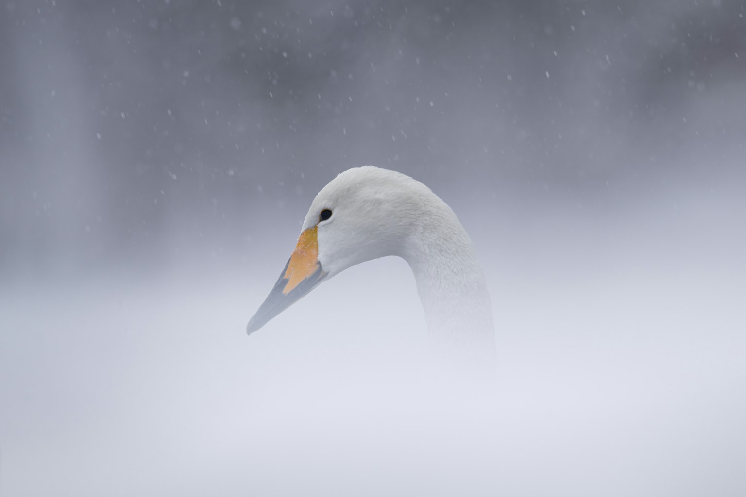 photo-o38WxkWpVAwzjakoa3DW-image