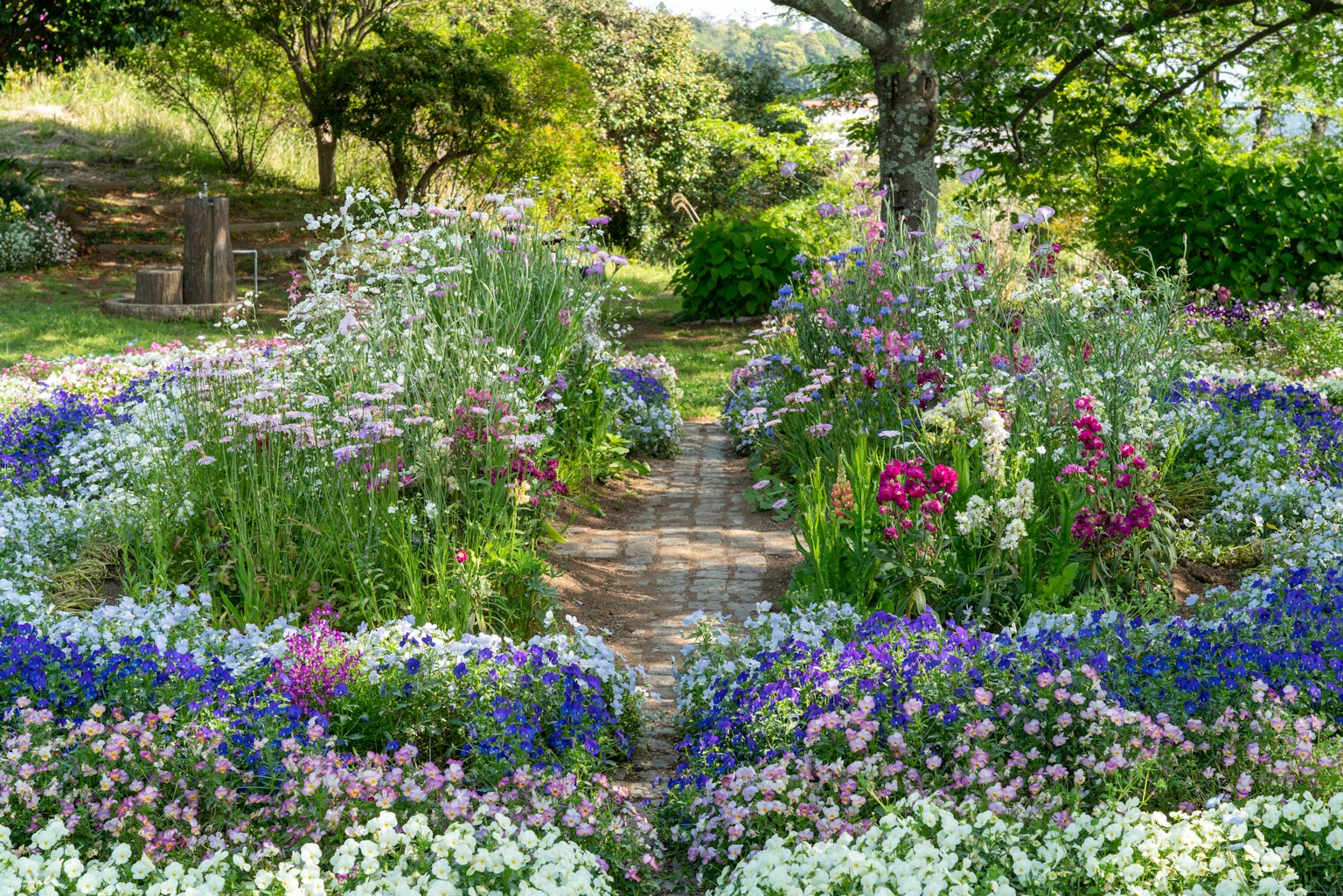 Pathway surrounded by colorful flowers in a garden