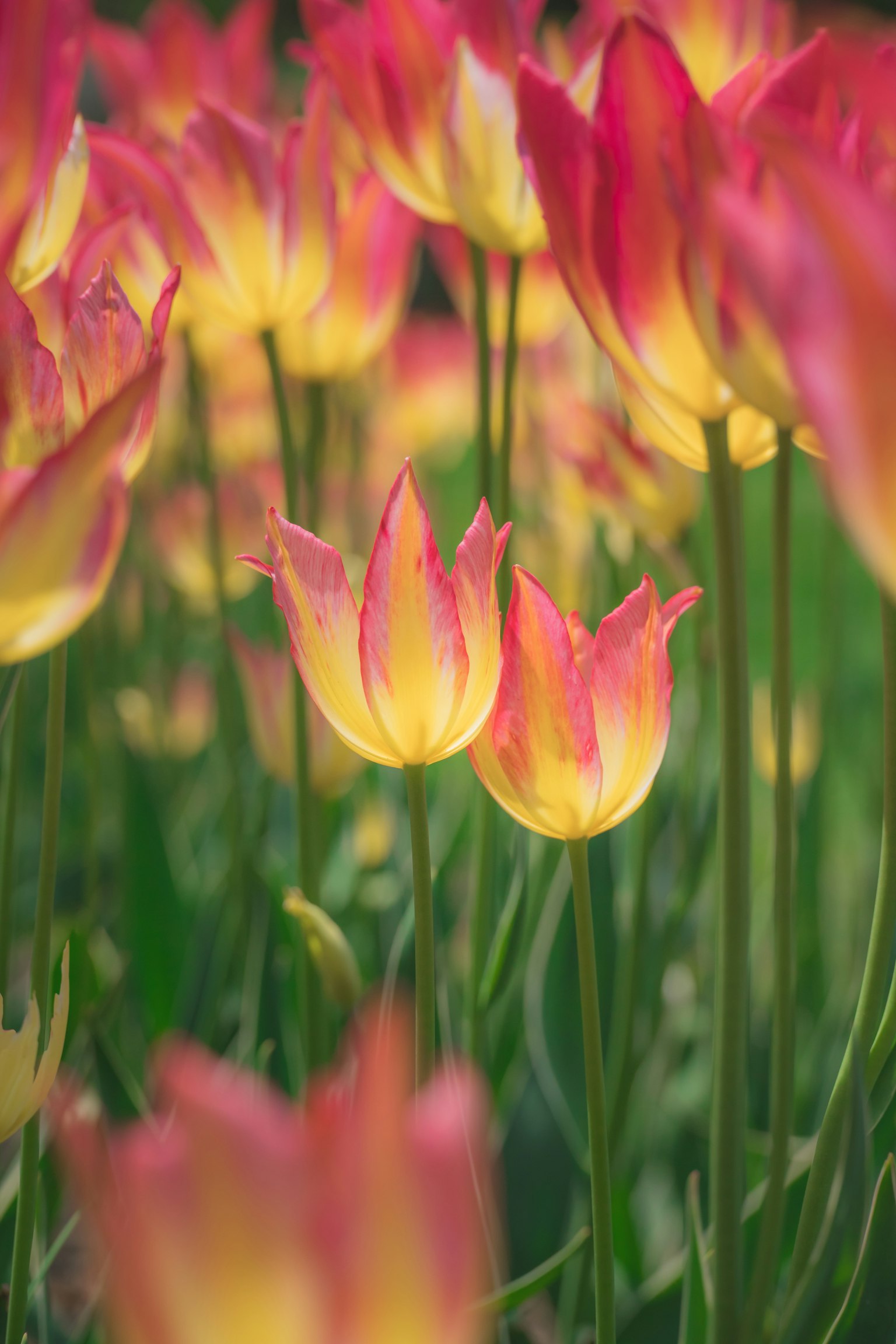 Một cánh đồng tulip rực rỡ với cánh hoa vàng và hồng