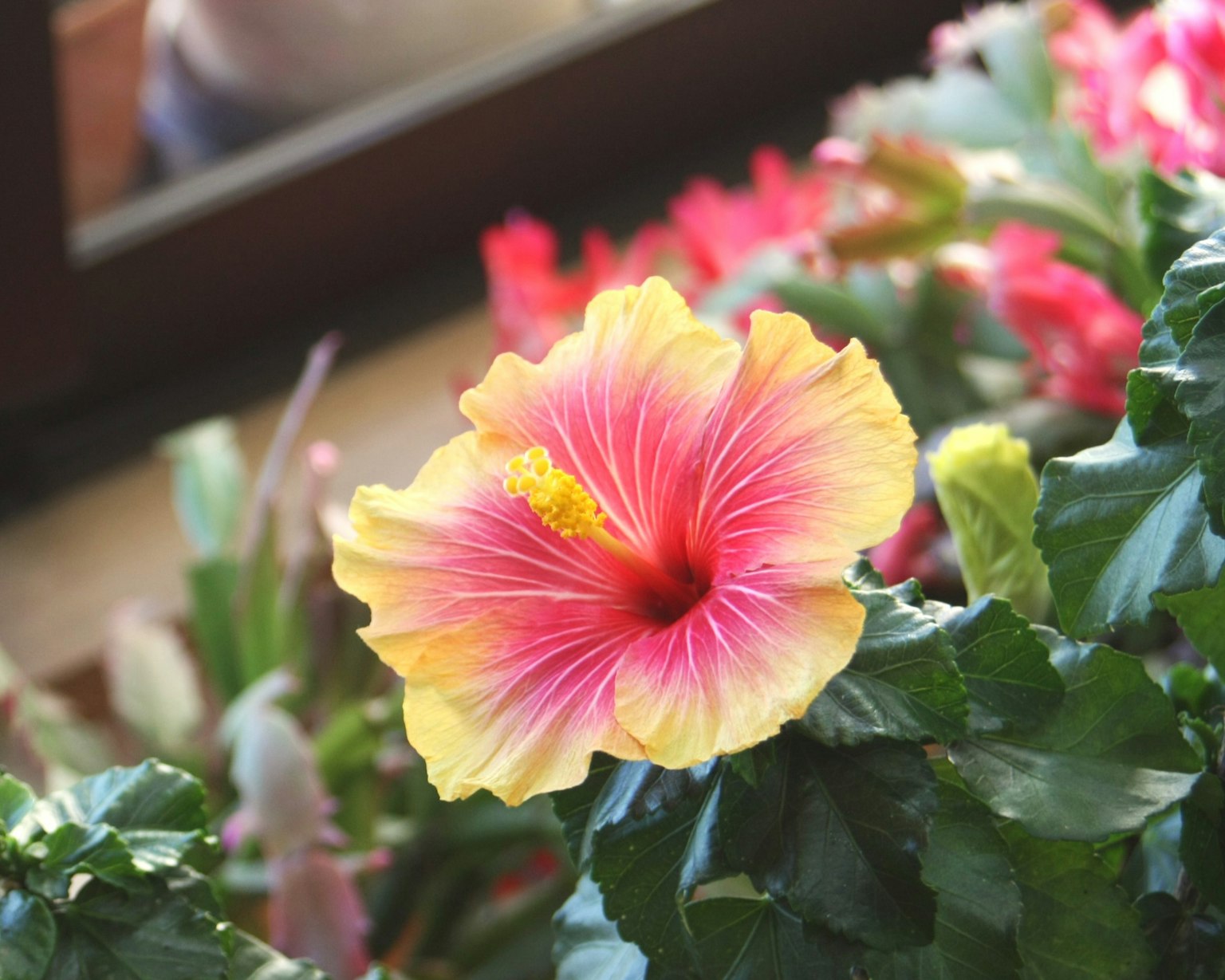 Fiore di ibisco rosa e giallo vibrante che sboccia tra foglie verdi