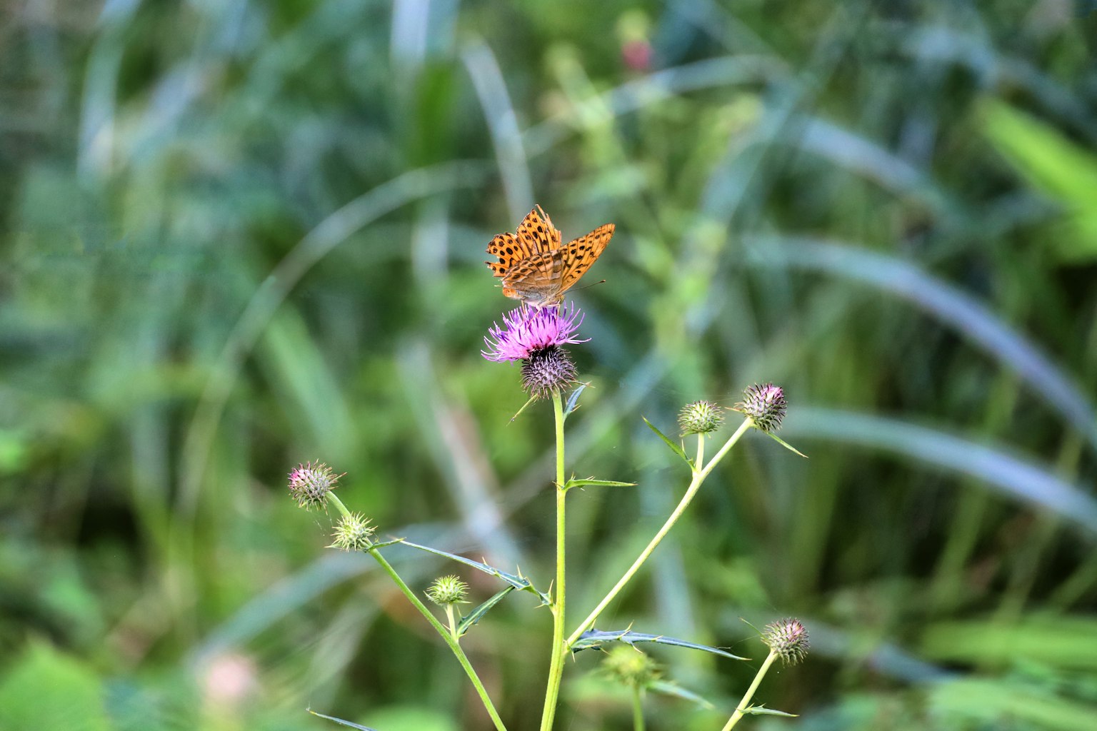 Una farfalla arancione posata su un fiore viola in un ambiente naturale
