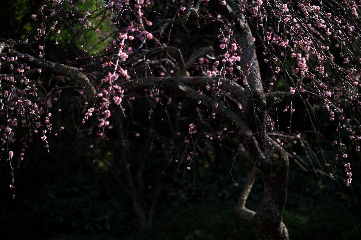 Kirschbaumzweige geschmückt mit zarten rosa Blüten vor dunklem Hintergrund
