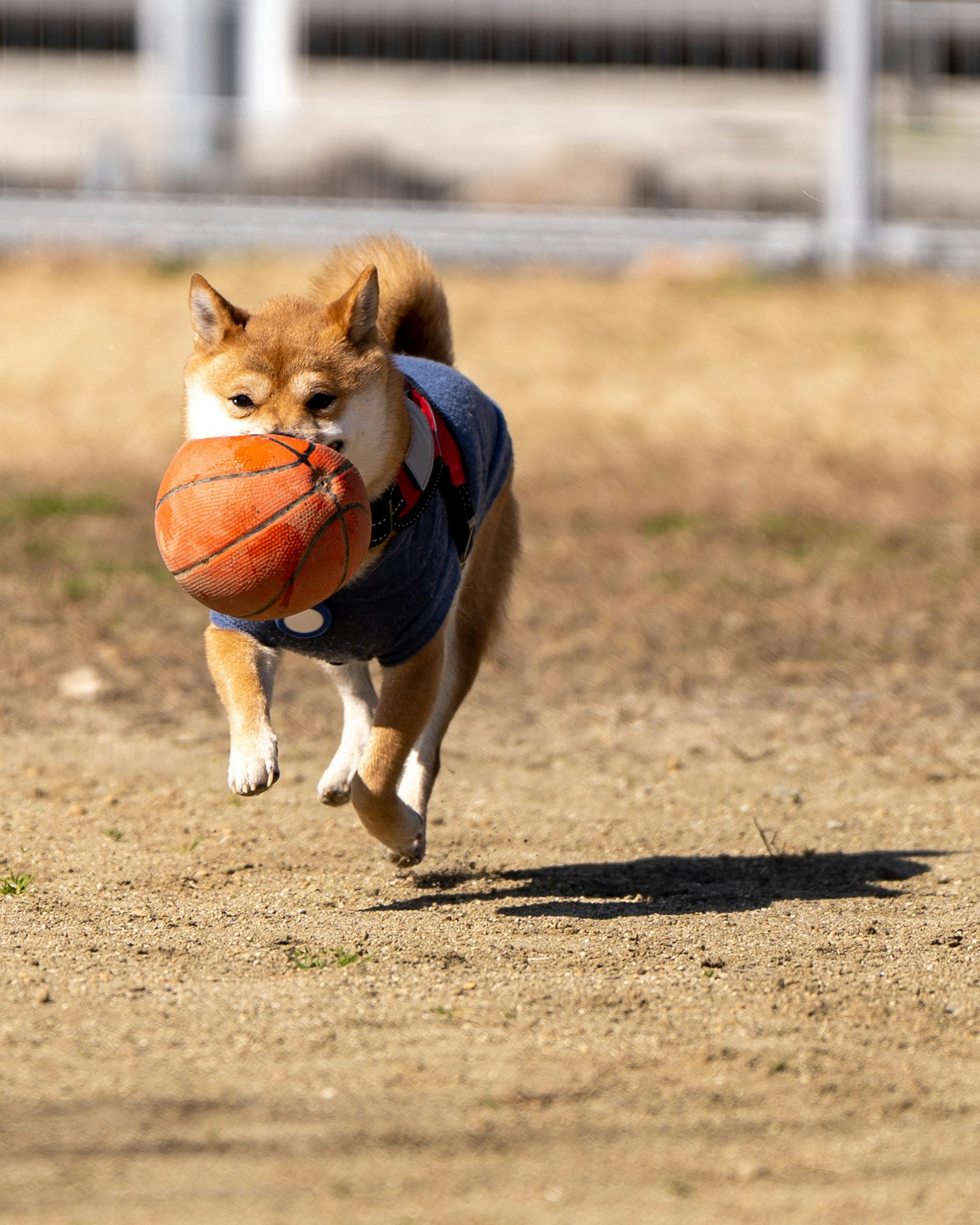 Un chien courant sur l’herbe avec un ballon de basket dans la gueule