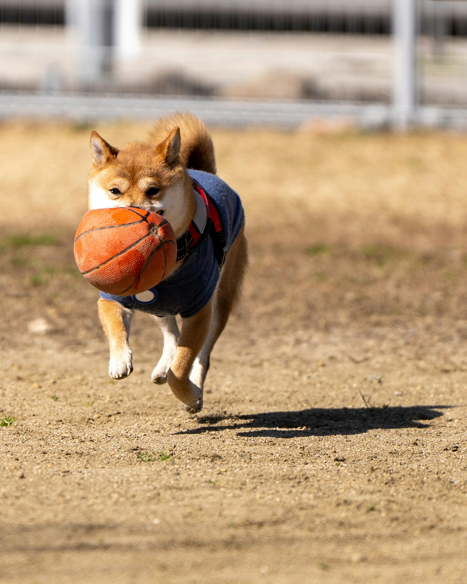 Dog running with a basketball in its mouth