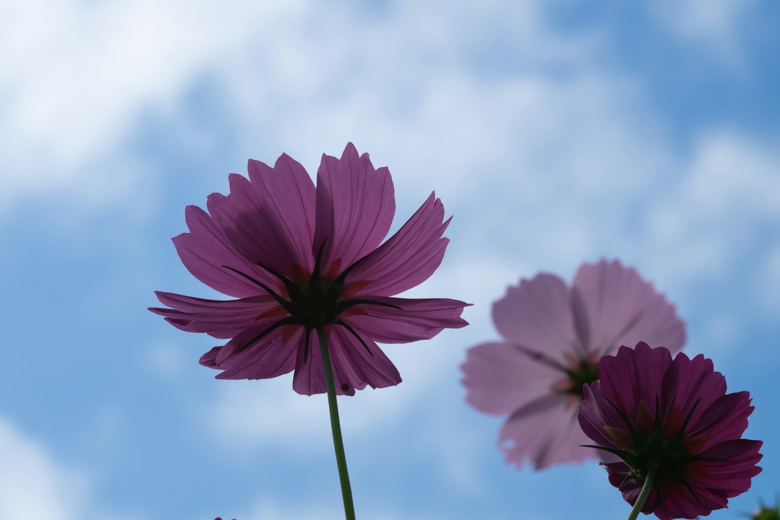 Primo piano di fiori viola sotto un cielo blu