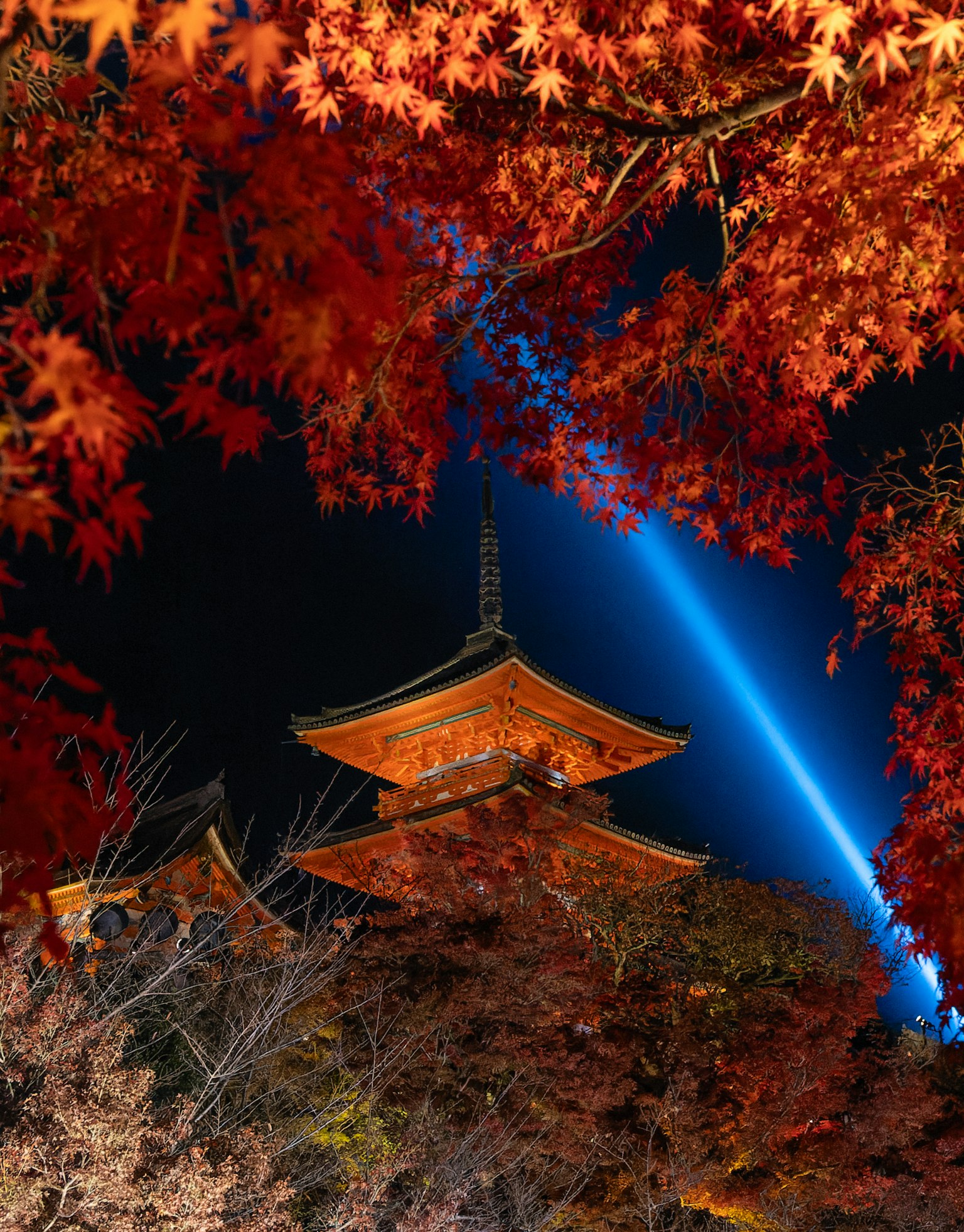 Cảnh đẹp của Kiyomizu-dera ở Kyoto được bao quanh bởi lá mùa thu vào ban đêm