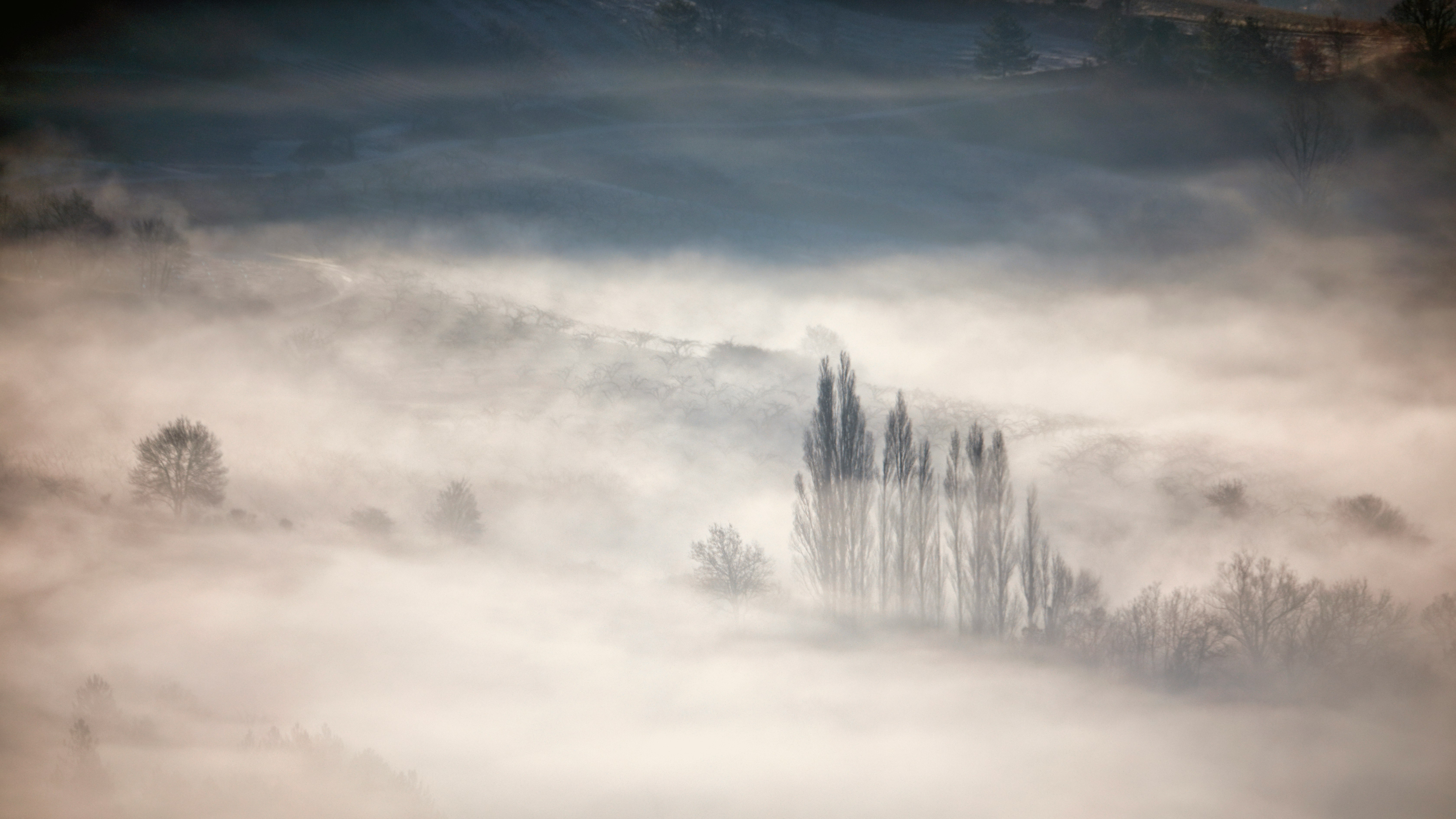 paesaggio di una valle al mattino con alti alberi spogli che emergono in una fitta nebbia
