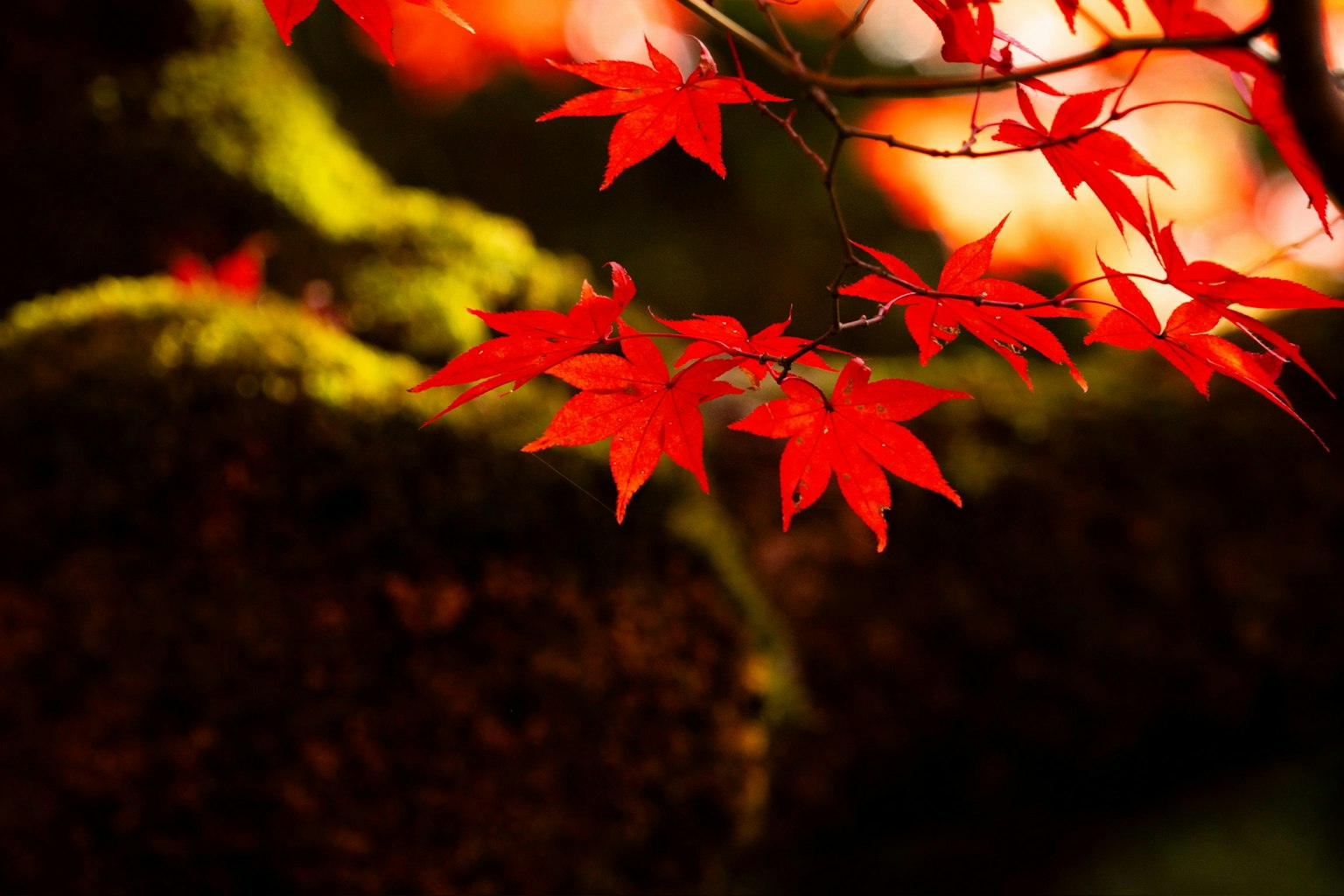 Daun maple merah cerah di latar belakang kabur