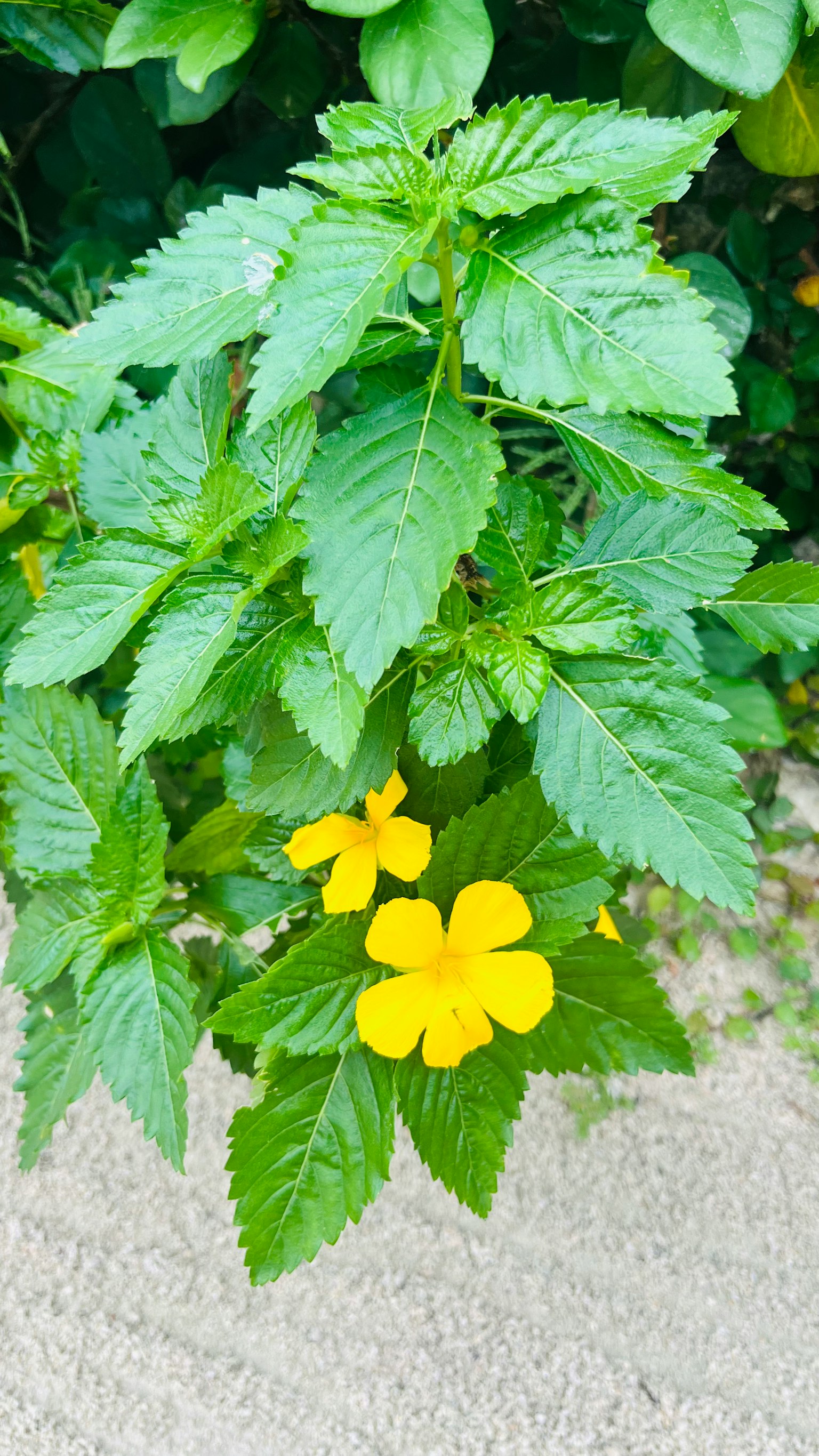 Primer plano de una planta con hojas verdes y flores amarillas