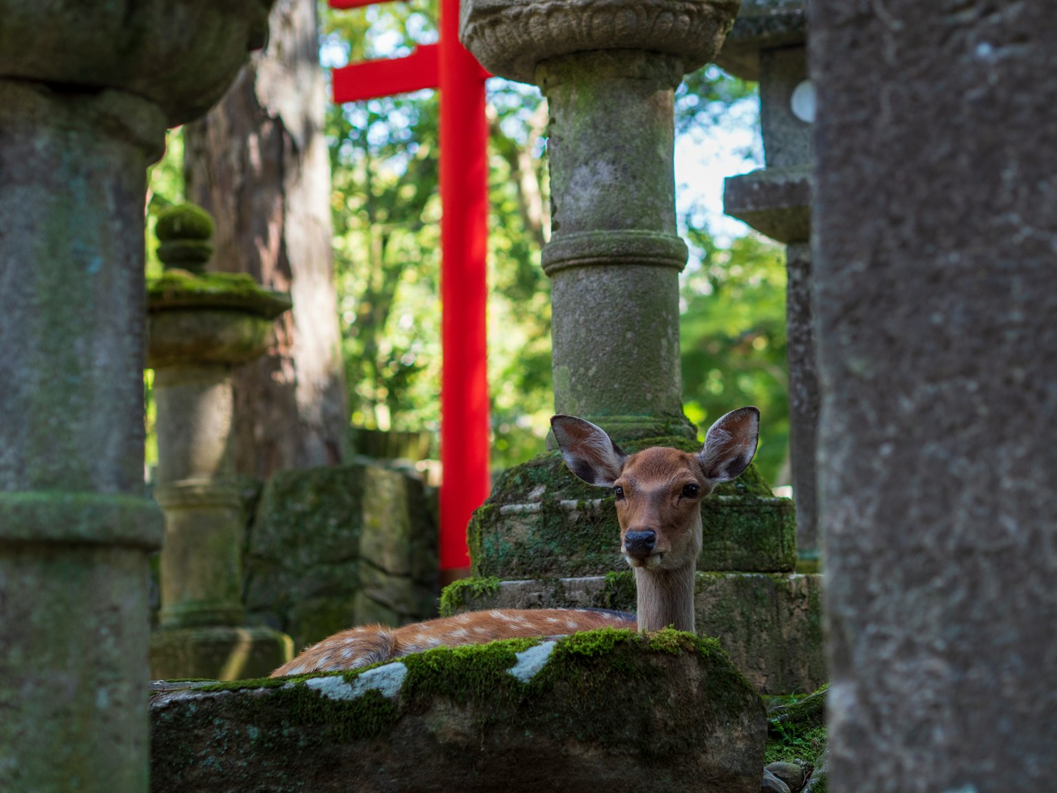 Un faon parmi des lanternes en pierre avec un torii rouge en arrière-plan