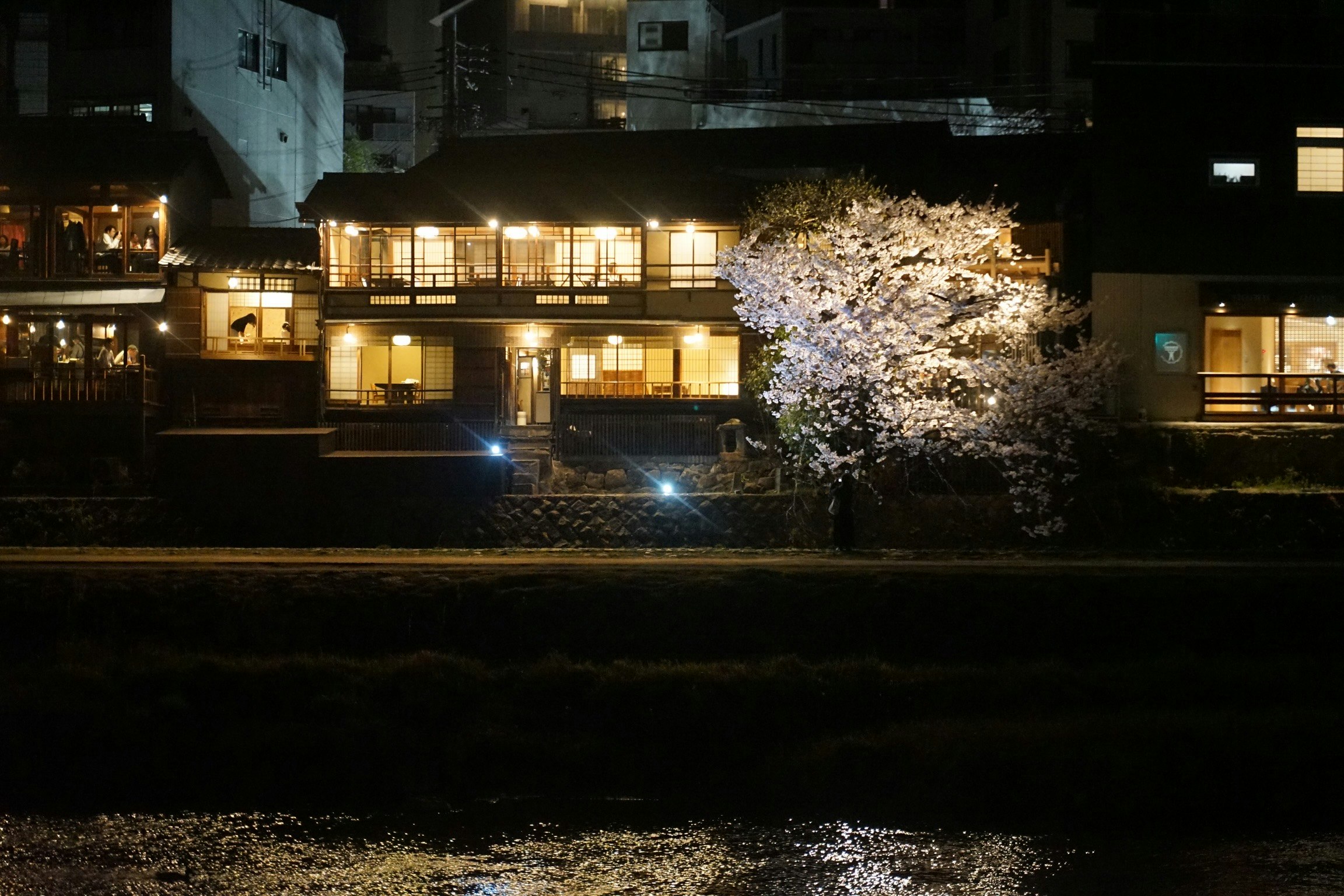 bâtiments au bord d’une rivière la nuit avec cerisiers en fleurs illuminés