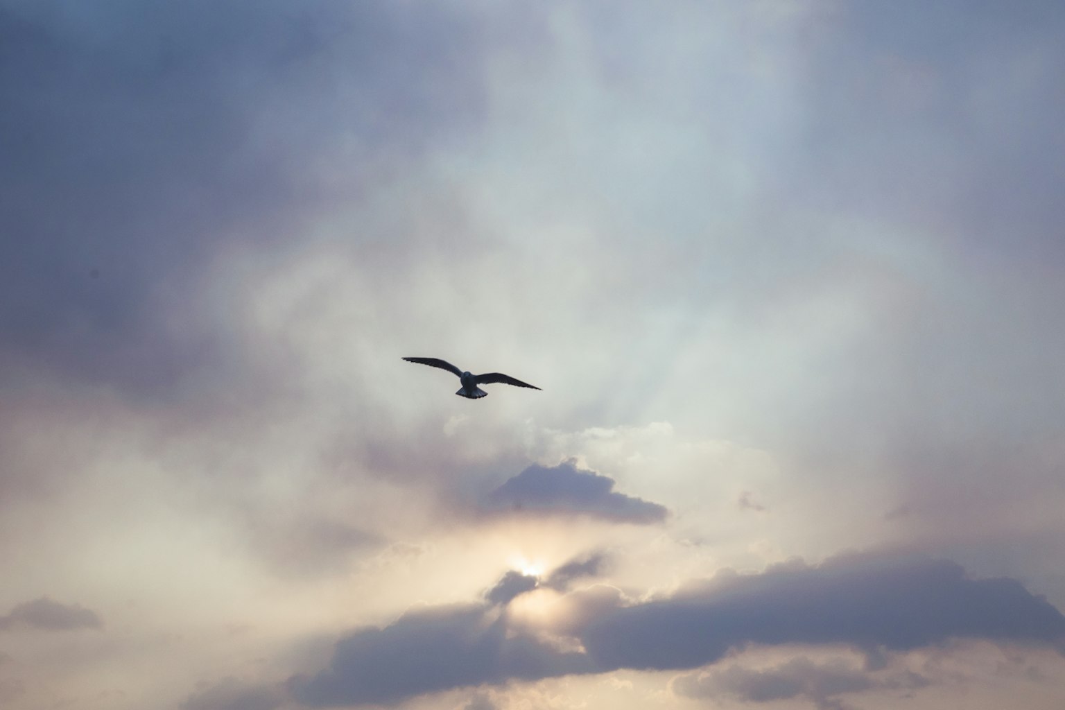 Silhouette of a bird flying against a soft cloud background