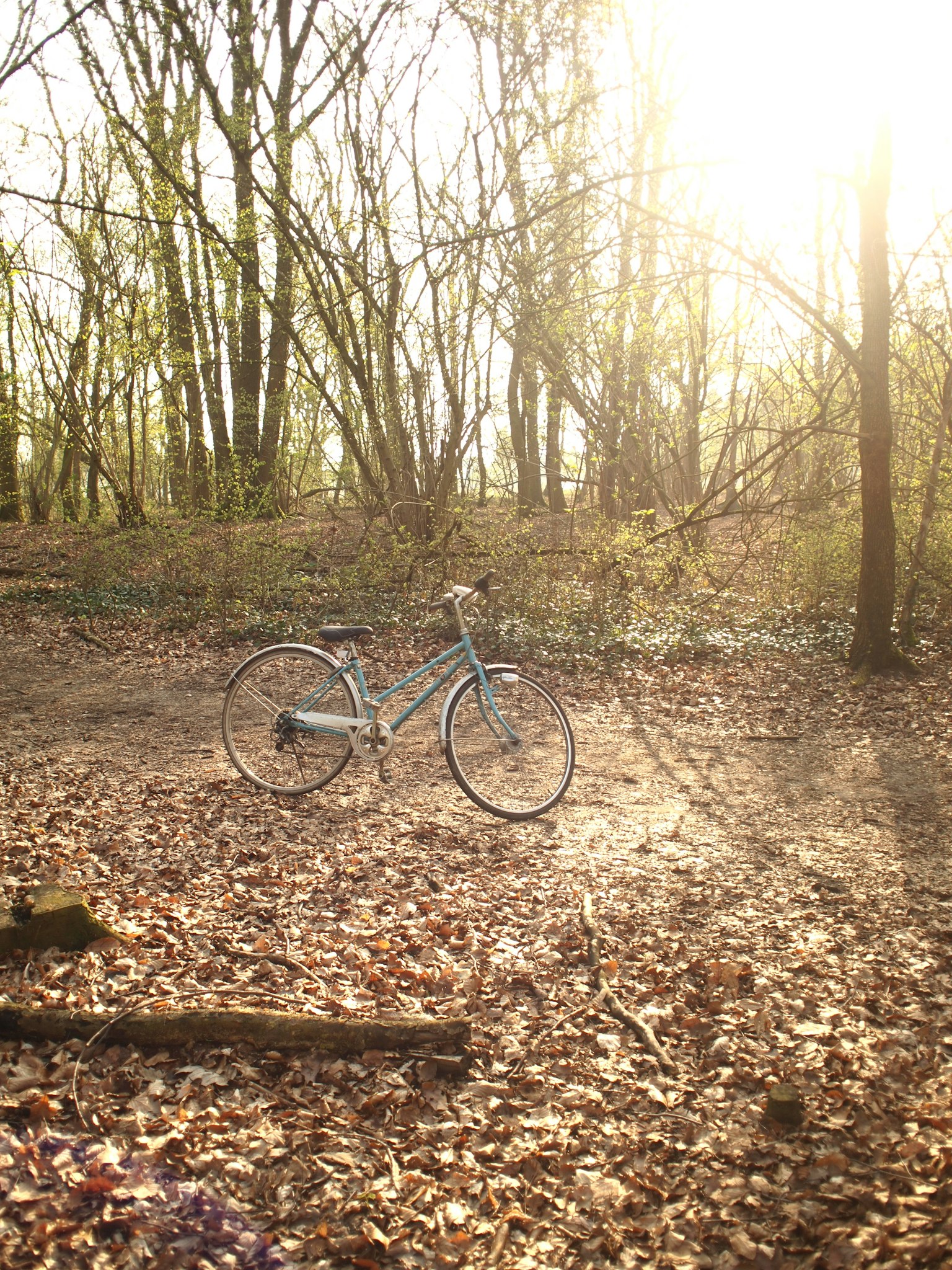 Una bicicletta blu su foglie secche in un ambiente forestale sereno con luce soffusa