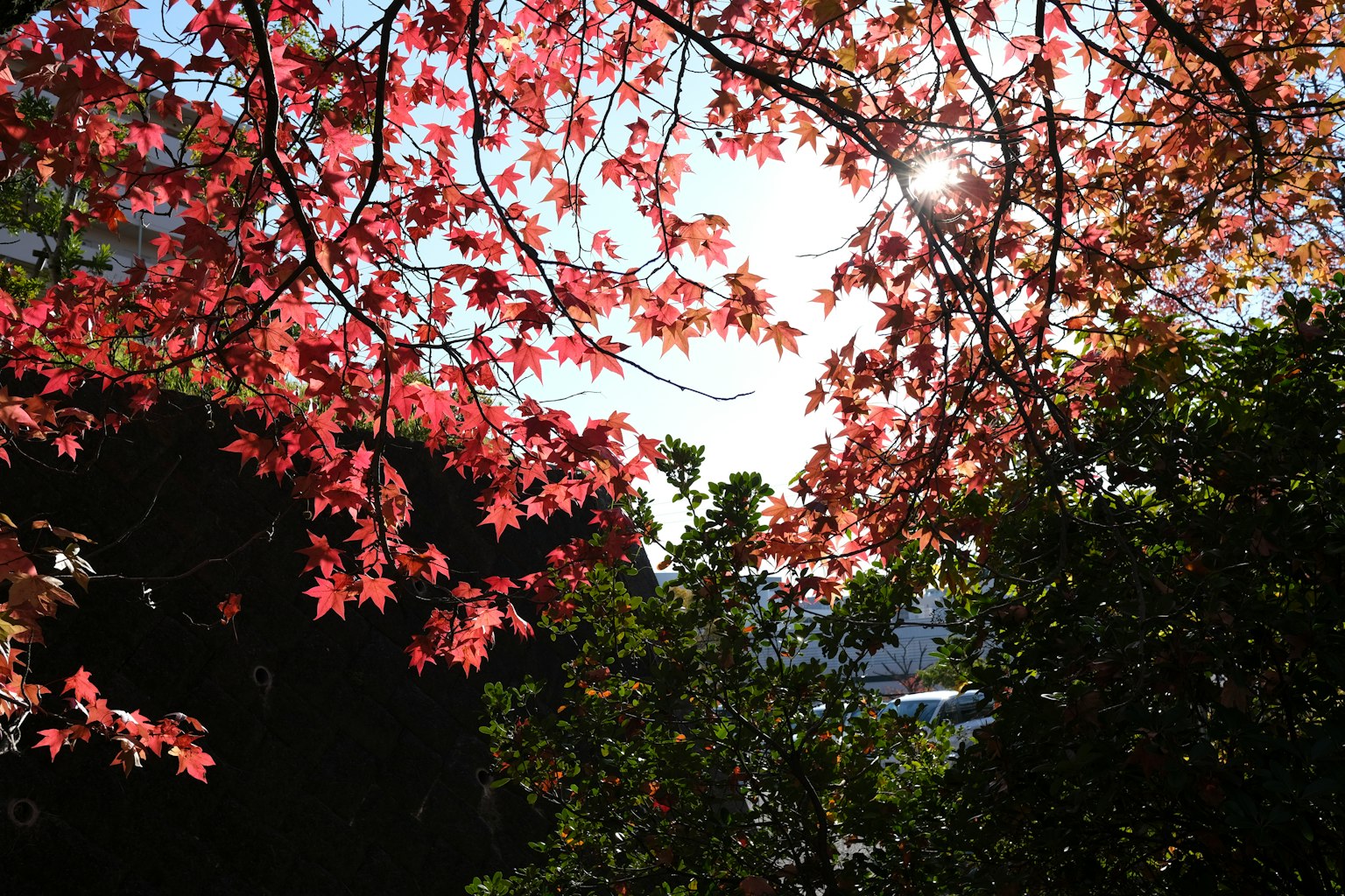 櫻花樹枝與明亮的陽光