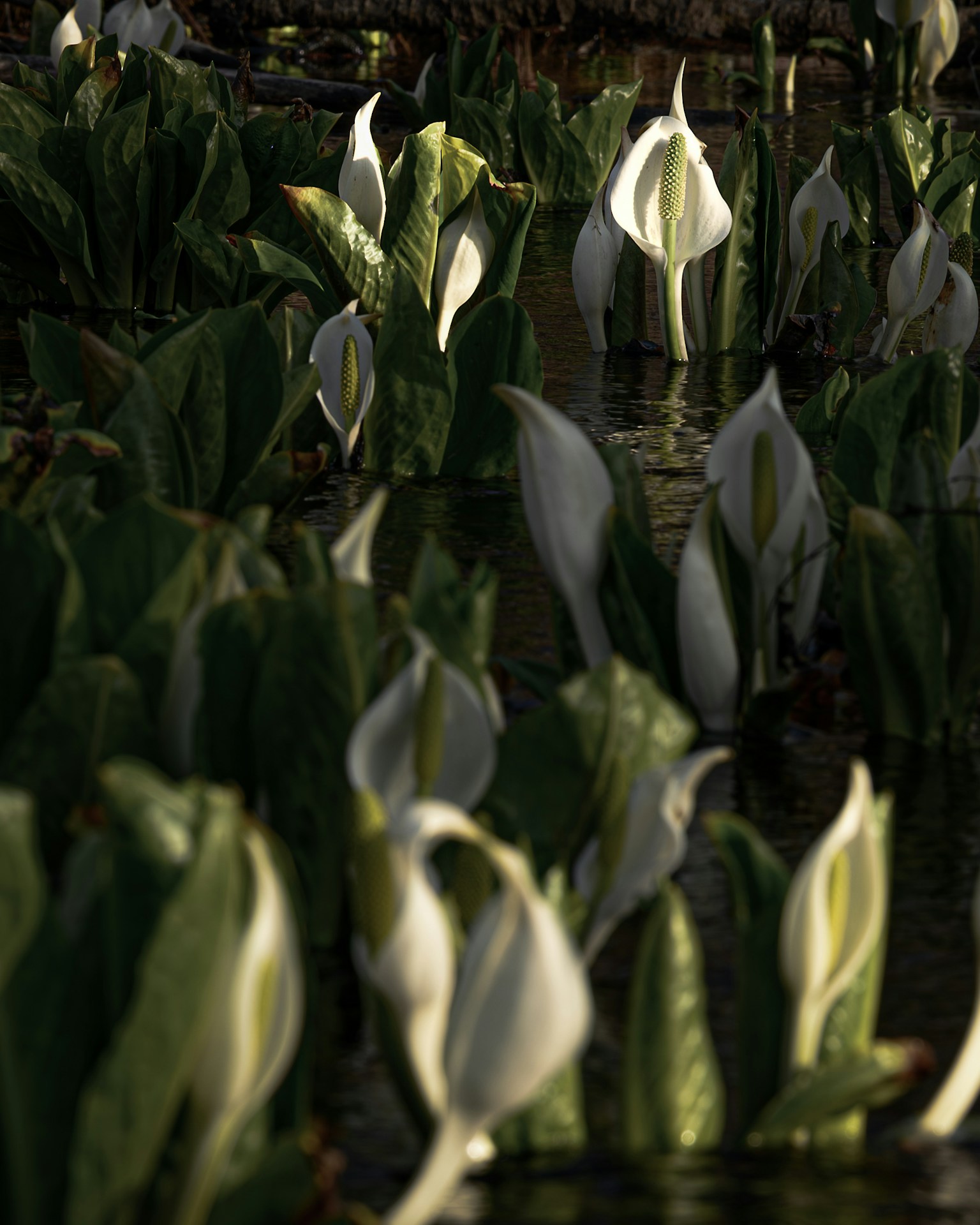 Cluster of white flowers and green leaves floating on water
